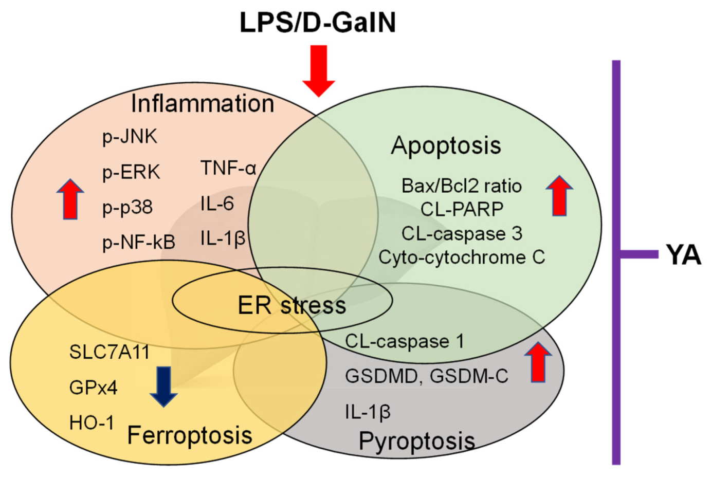 Marinedrugs 19 00614 g005