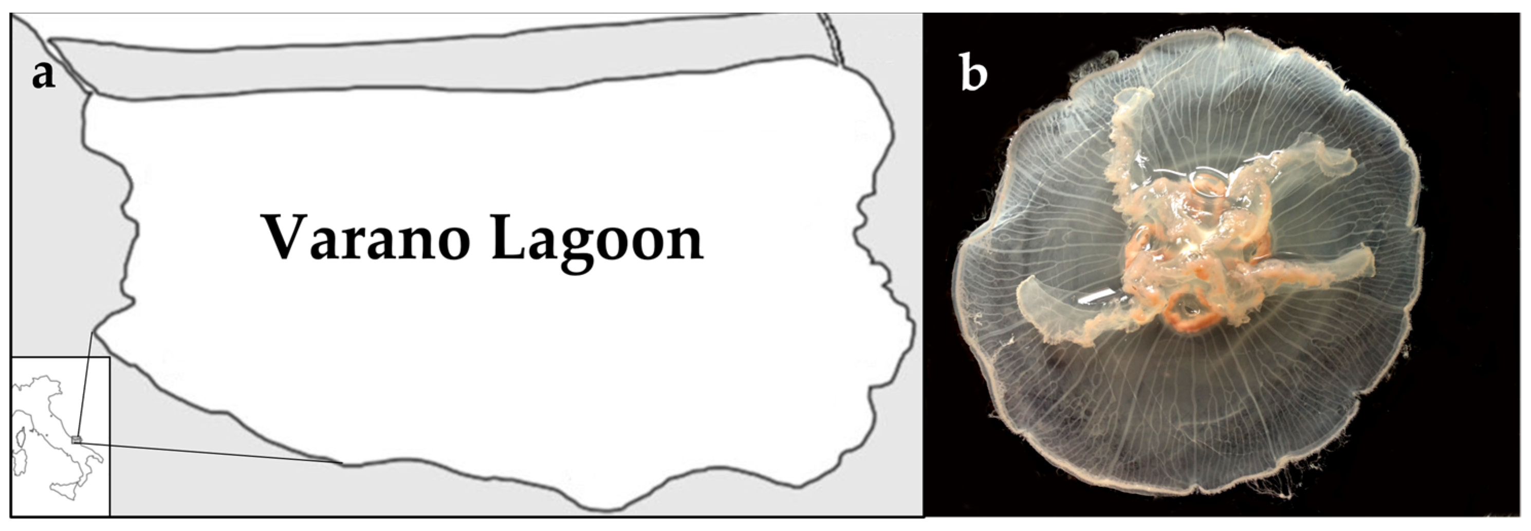 Marinedrugs 19 00619 g009 Marinedrugs 19 00619 g009