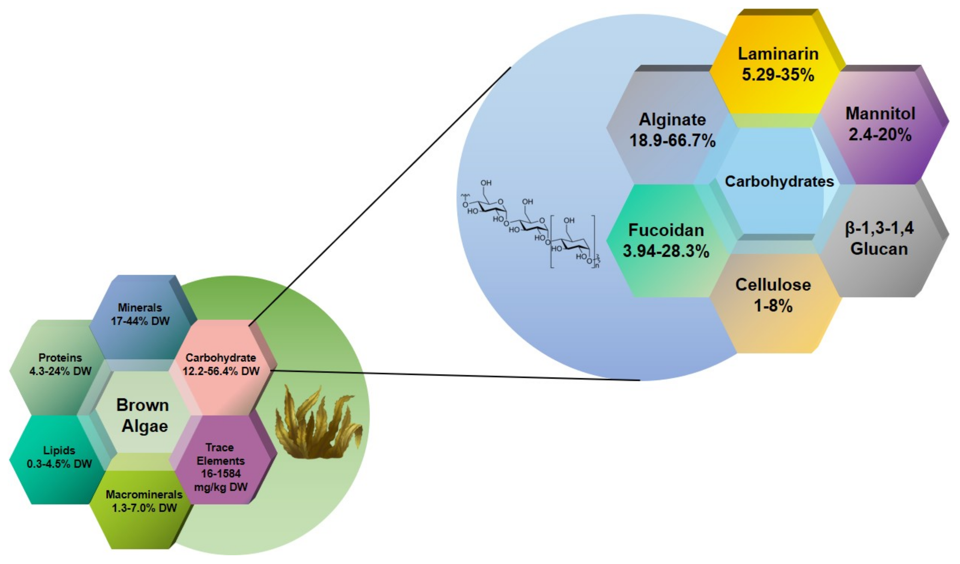 Brown Algae Diagram