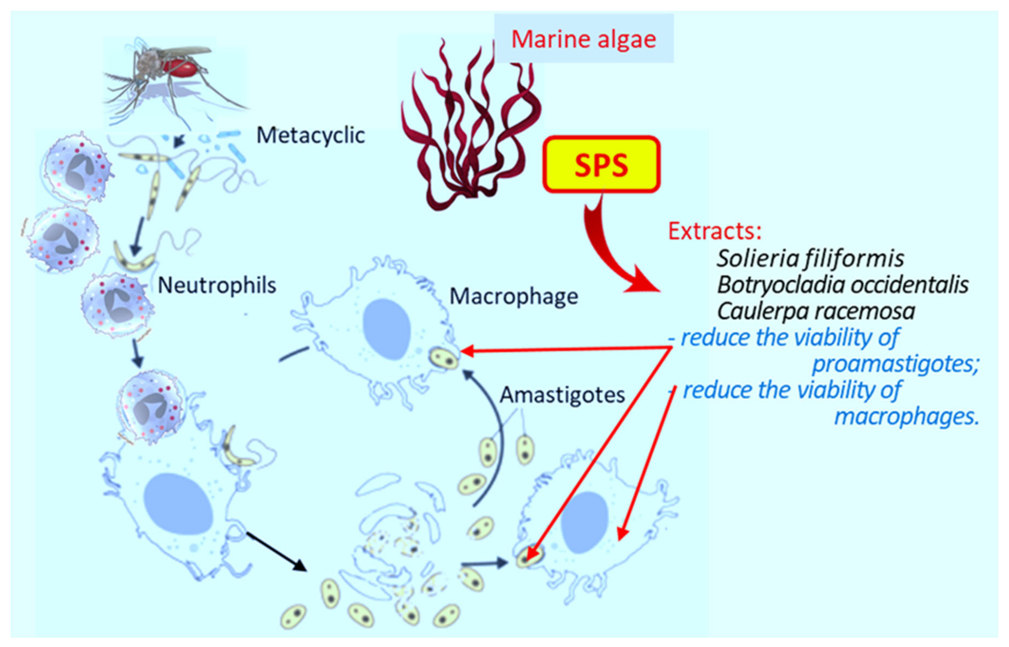 Marinedrugs 19 00637 g002 Marinedrugs 19 00637 g002