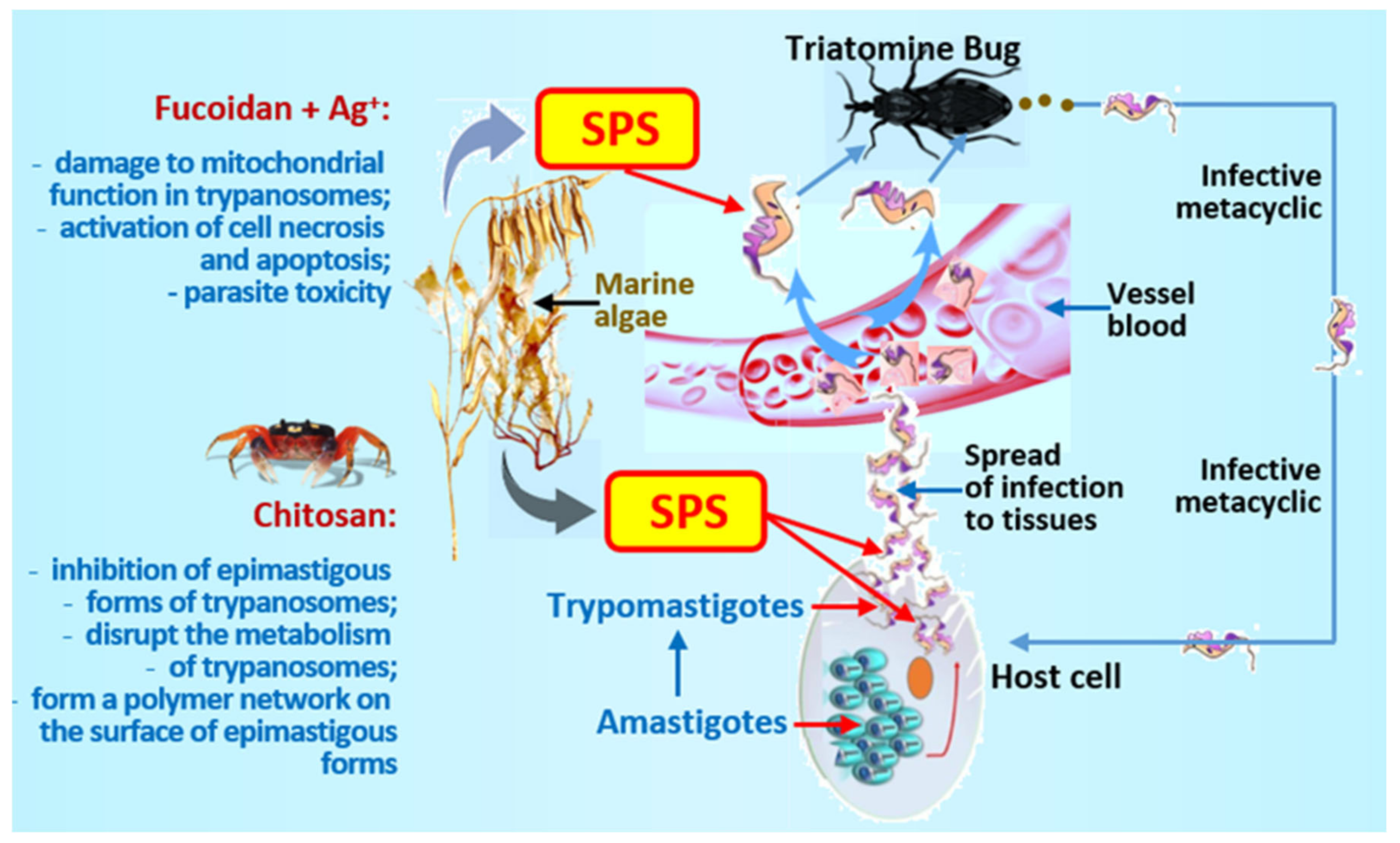 Marinedrugs 19 00637 g003 Marinedrugs 19 00637 g003