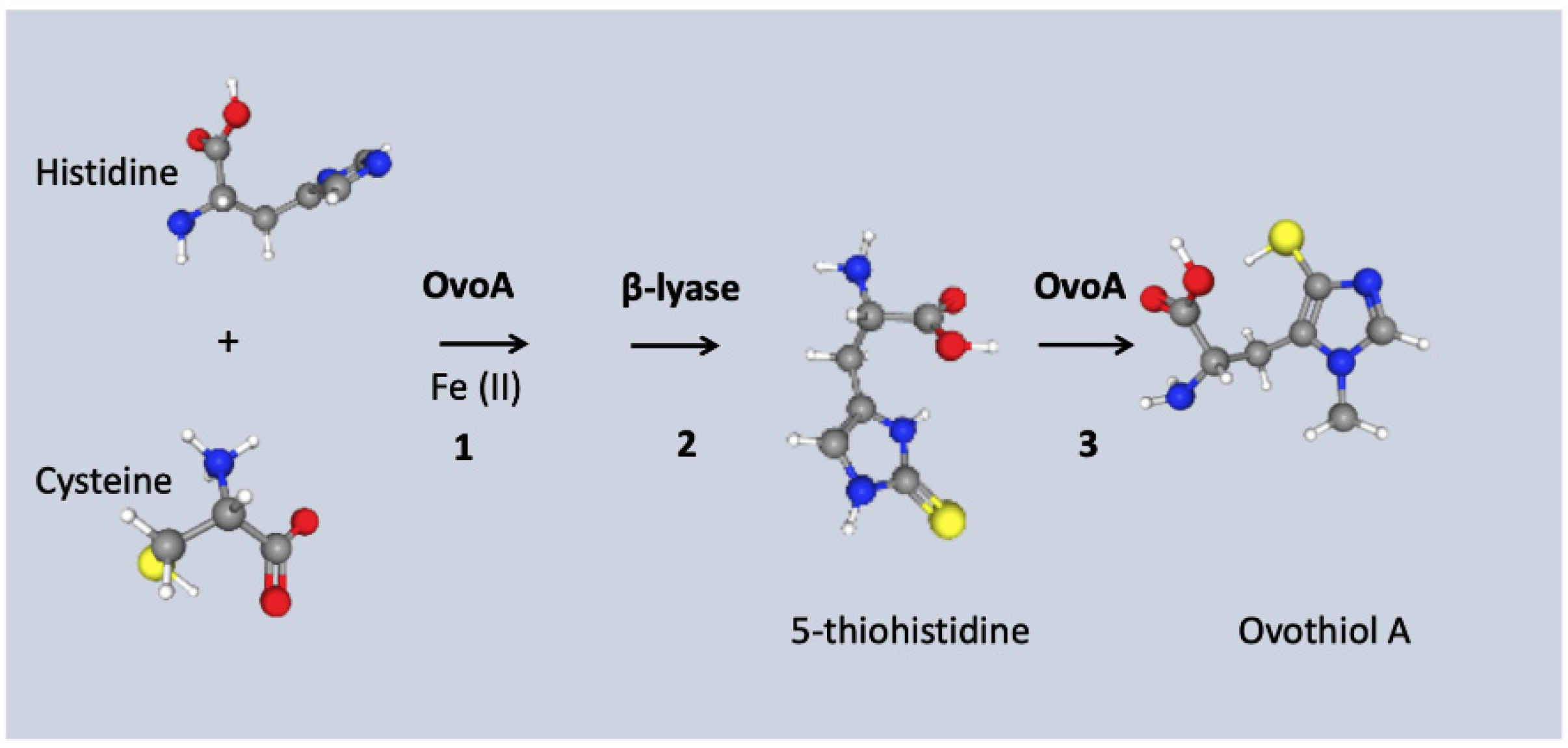 Marinedrugs 19 00647 g001