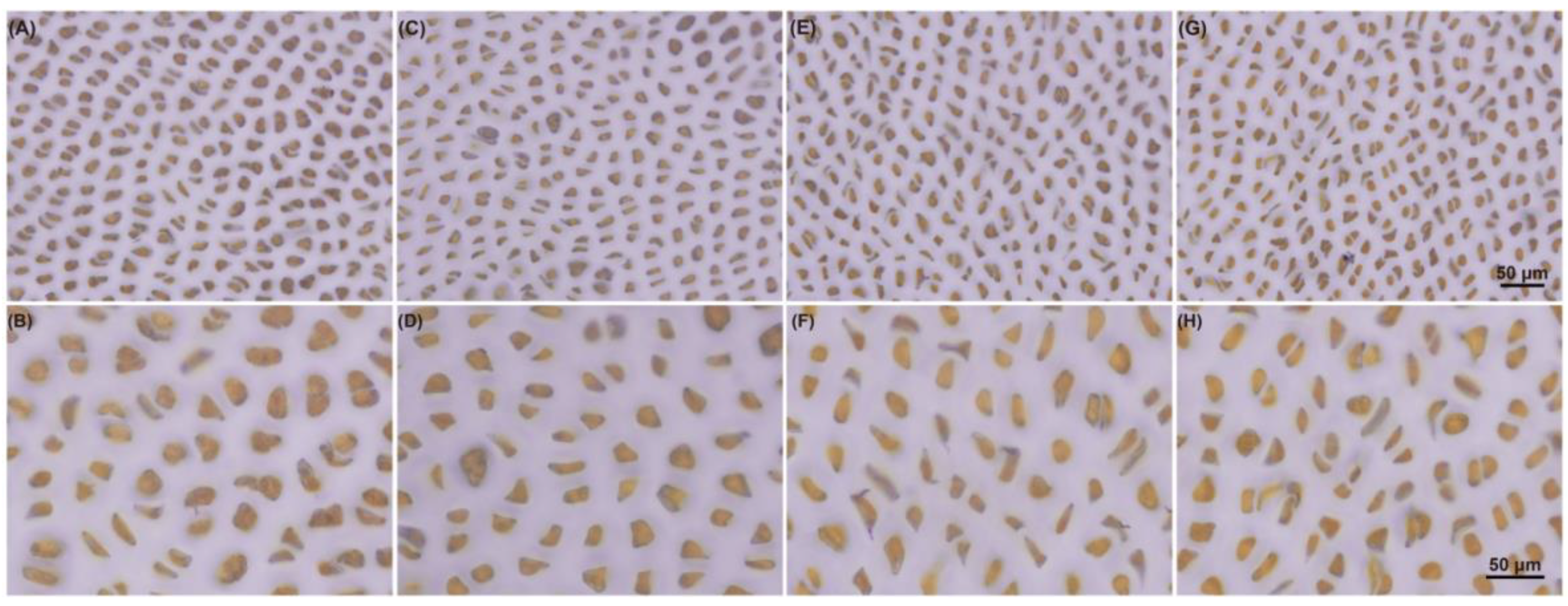 Marinedrugs 19 00664 g006