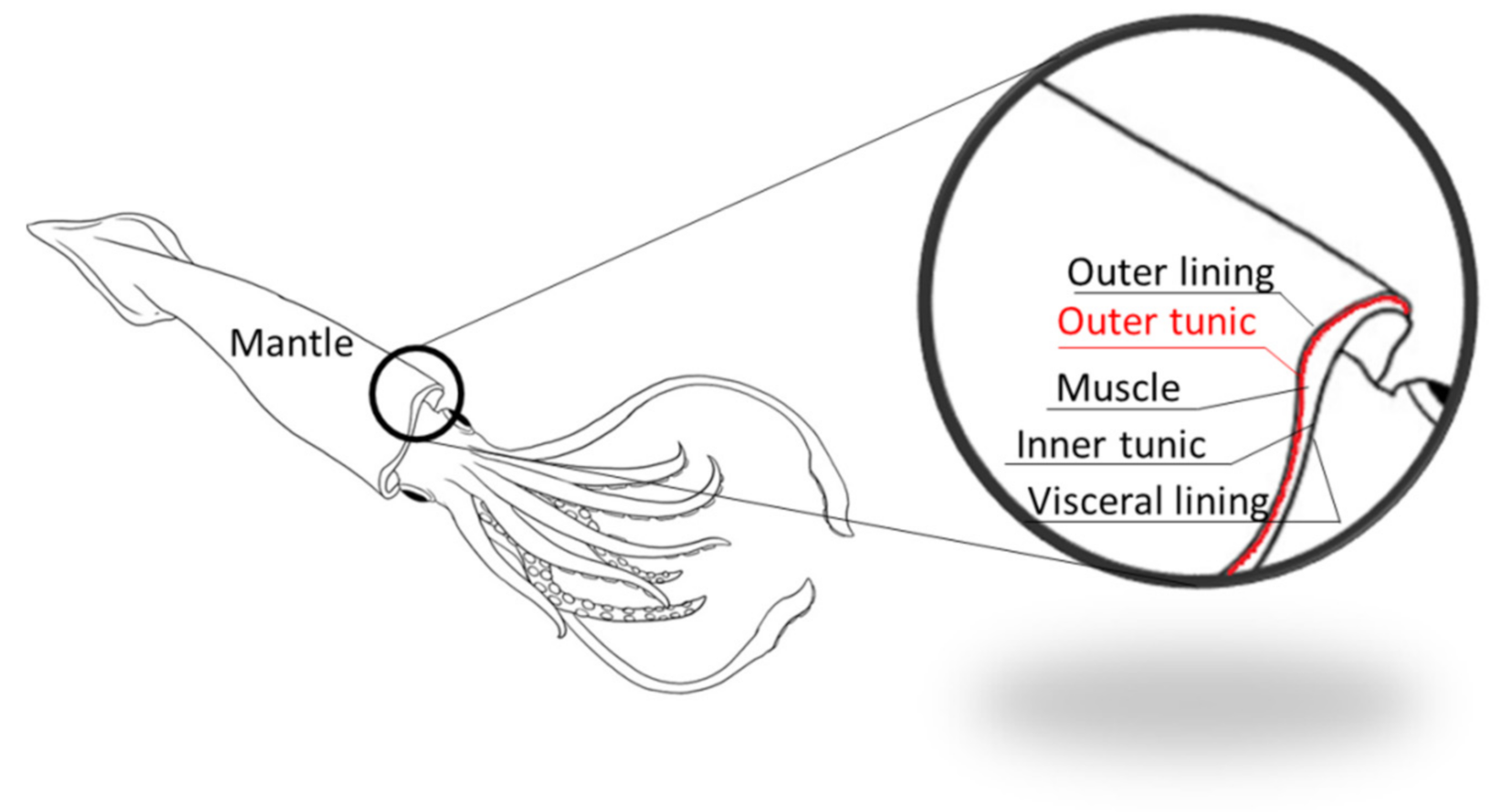 Marinedrugs 19 00679 g015