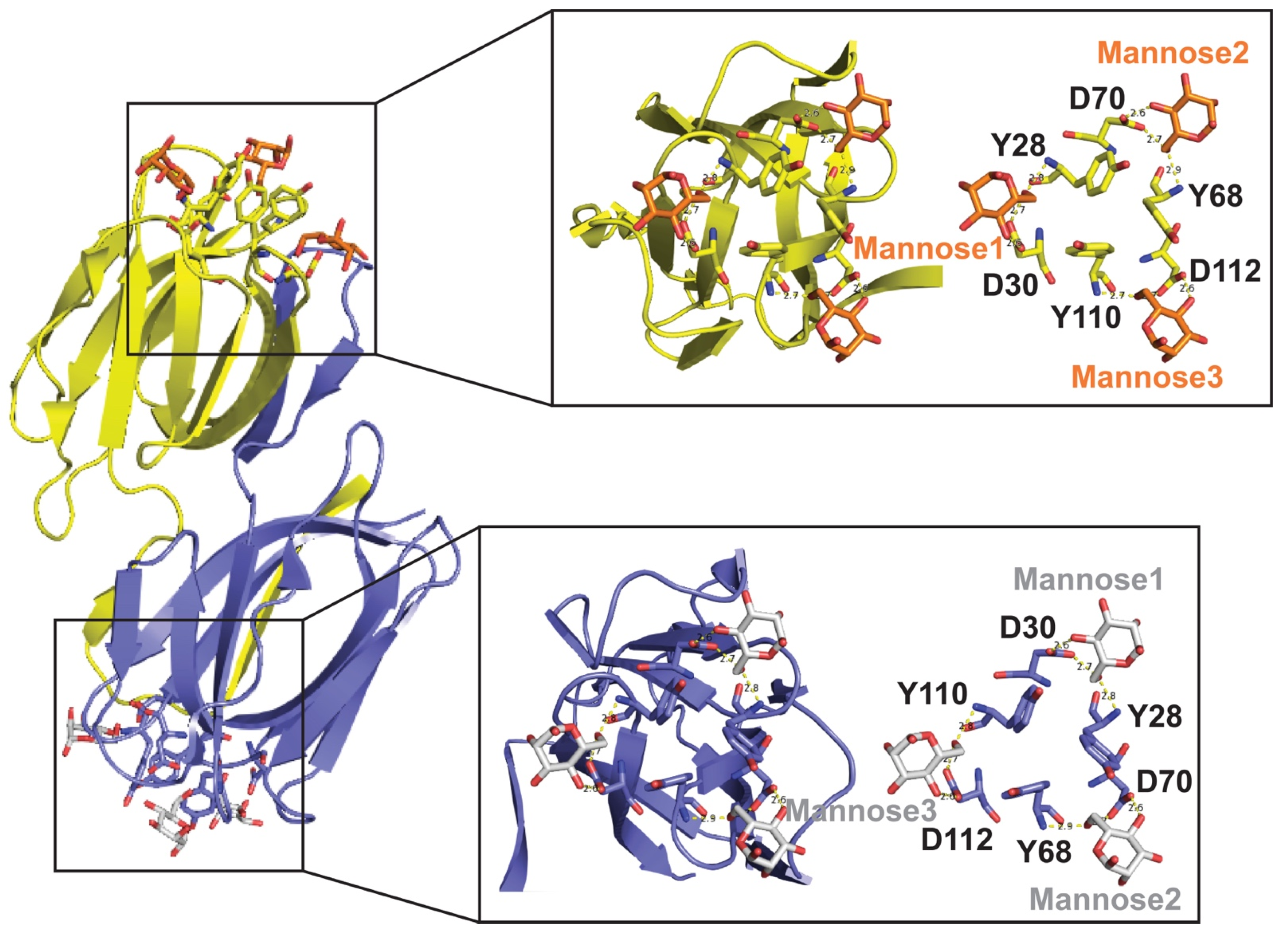 Marinedrugs 19 00687 g001 Marinedrugs 19 00687 g001