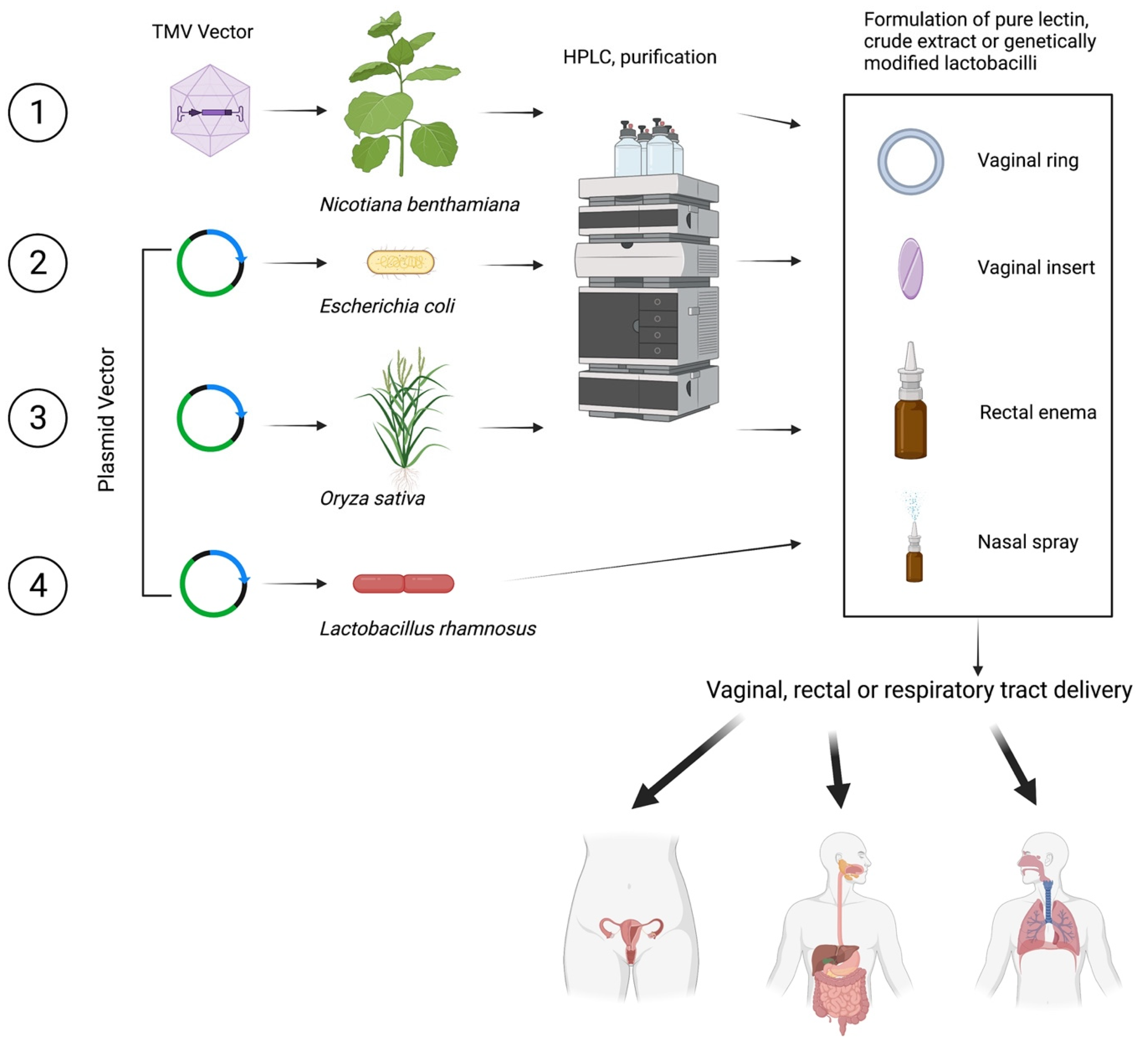 Marinedrugs 19 00687 g002 Marinedrugs 19 00687 g002