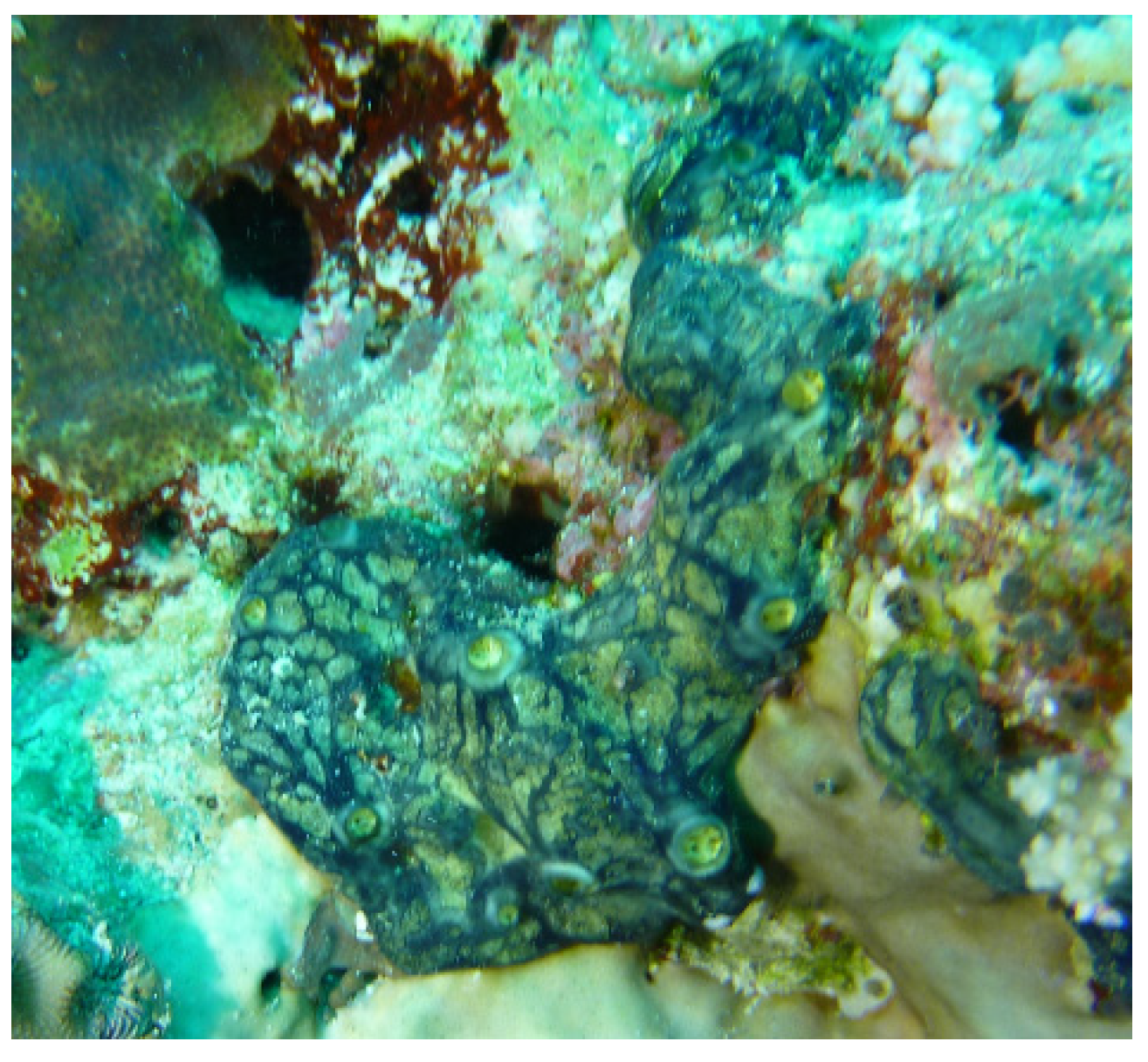 Marinedrugs 19 00691 g005 550