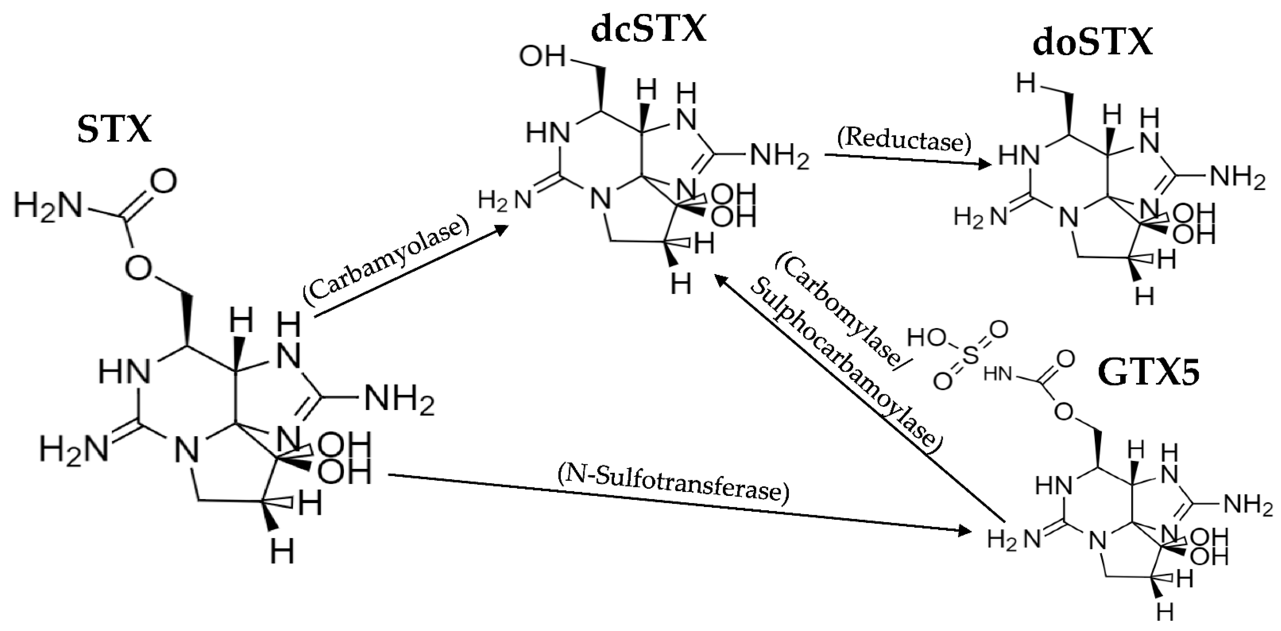 Marinedrugs 19 00695 g008 Marinedrugs 19 00695 g008
