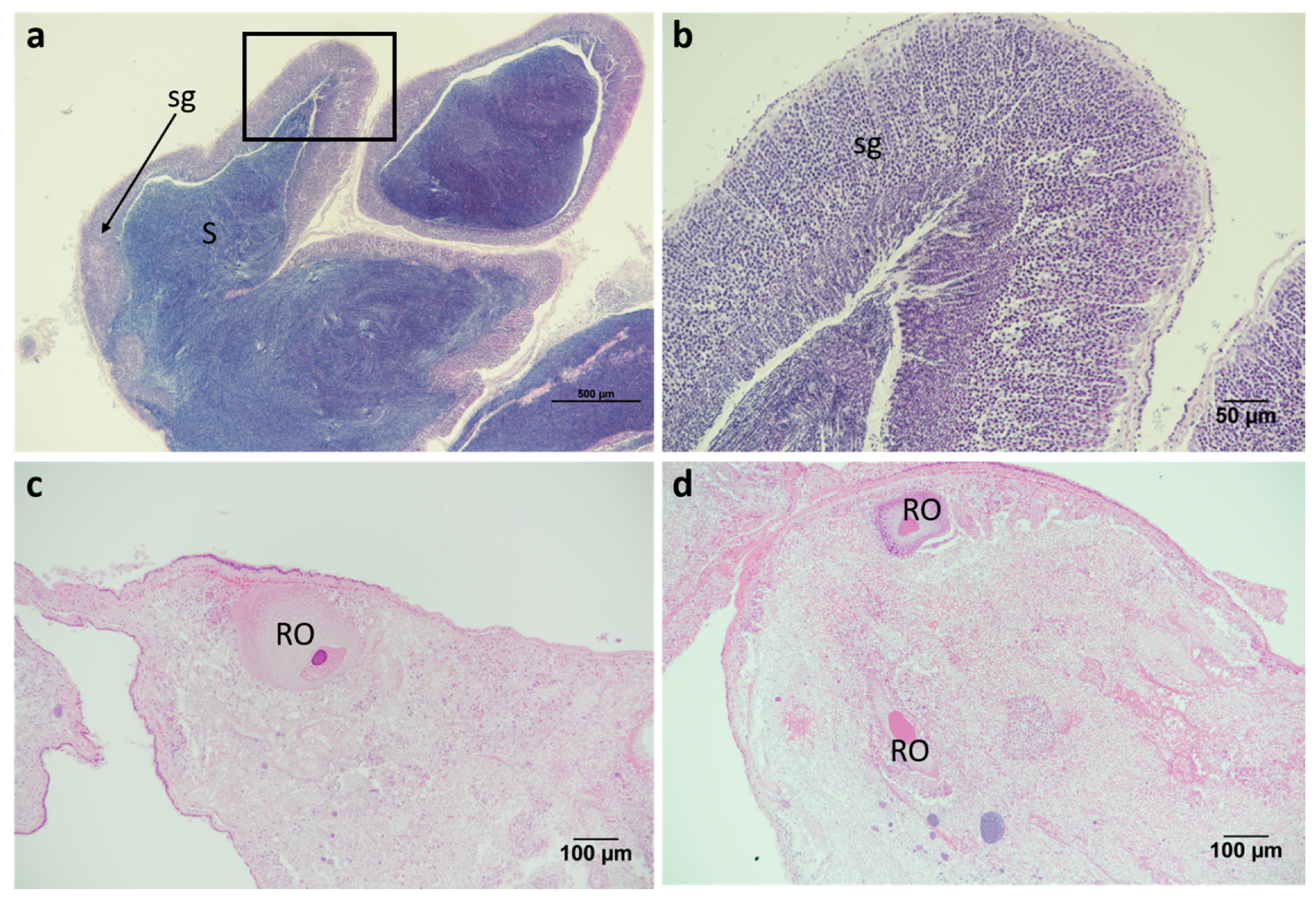 Marinedrugs 19 00695 g011 Marinedrugs 19 00695 g011