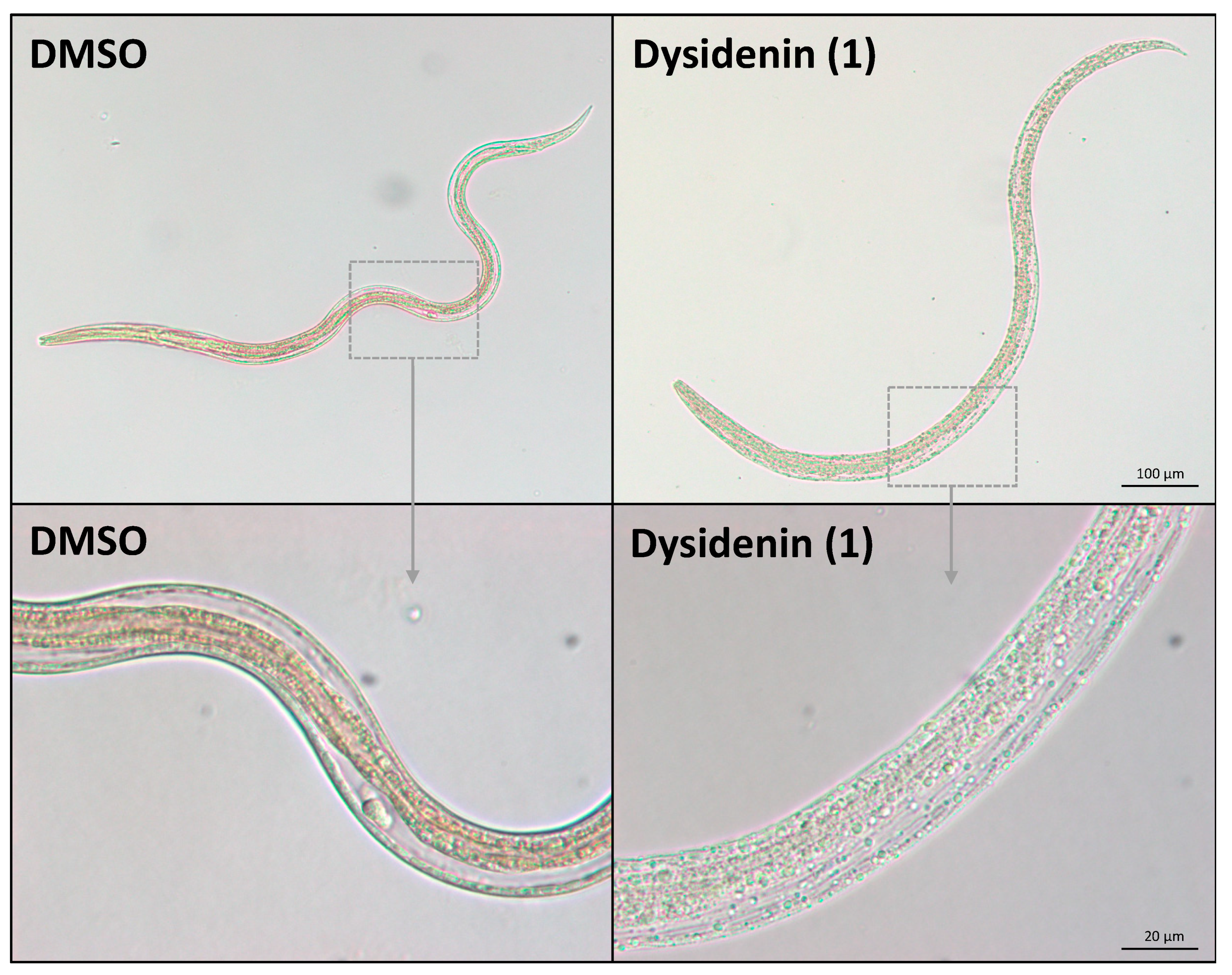 Marinedrugs 19 00698 g003 Marinedrugs 19 00698 g003