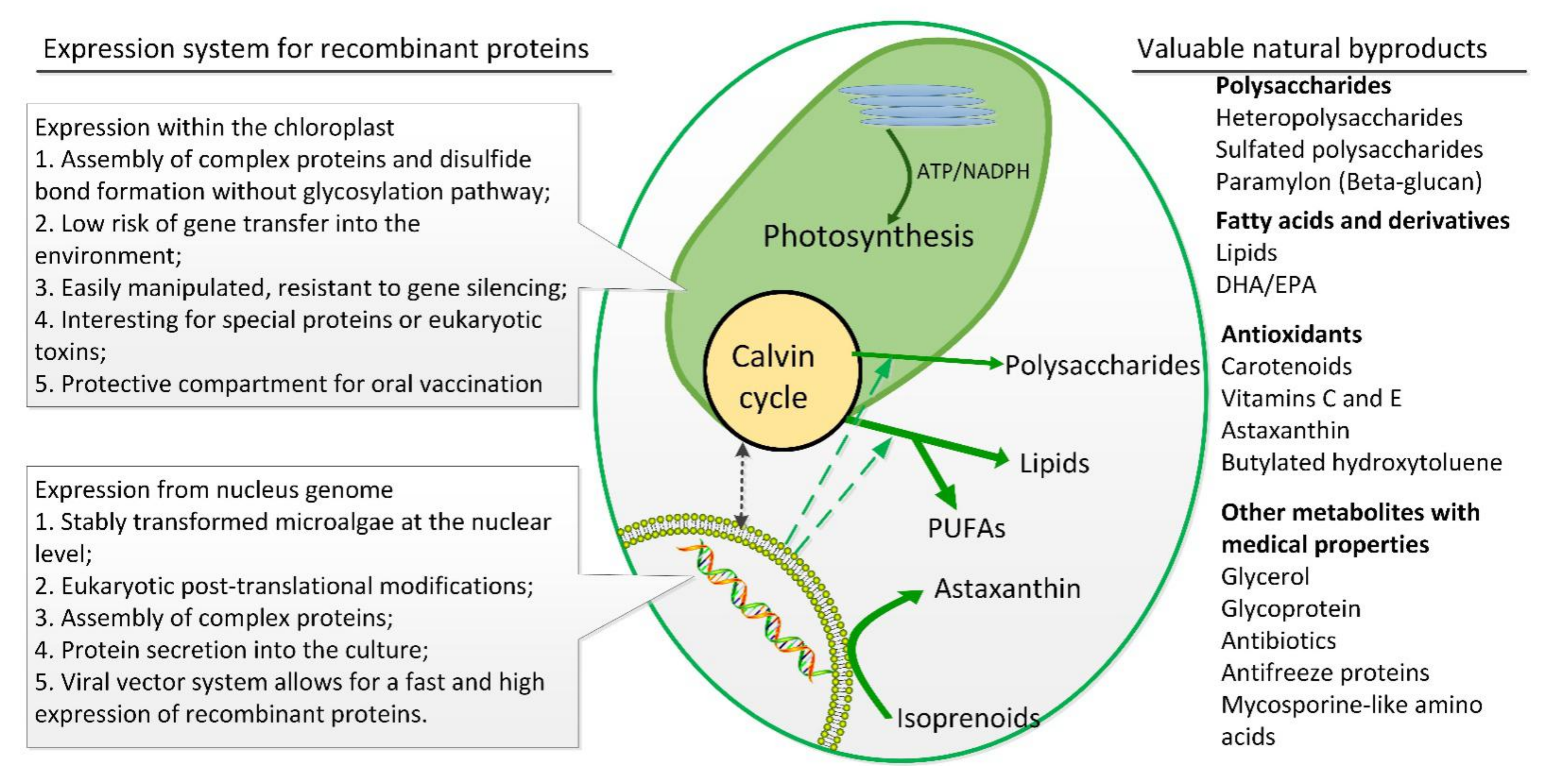 Marinedrugs 19 00703 g001