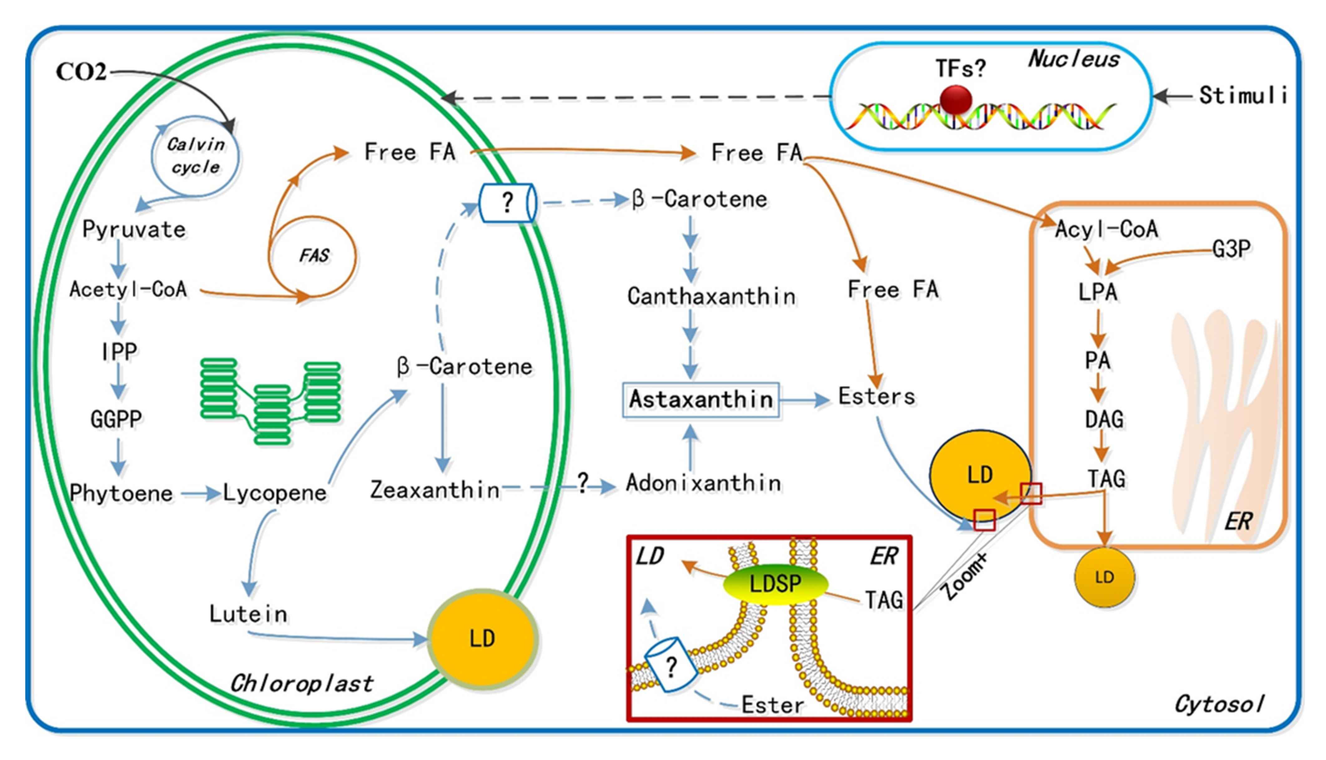 Marinedrugs 19 00703 g003