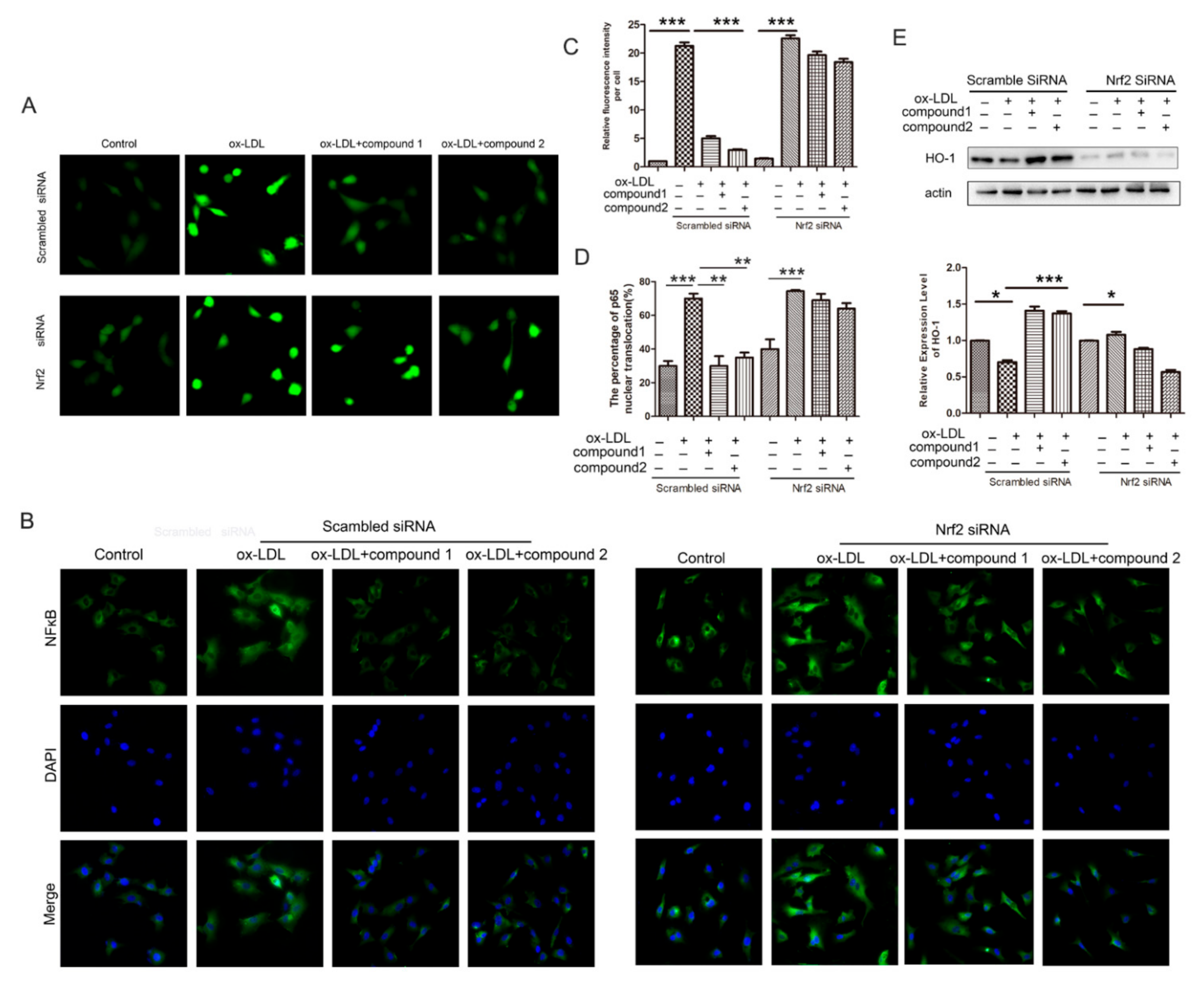Marinedrugs 19 00712 g007