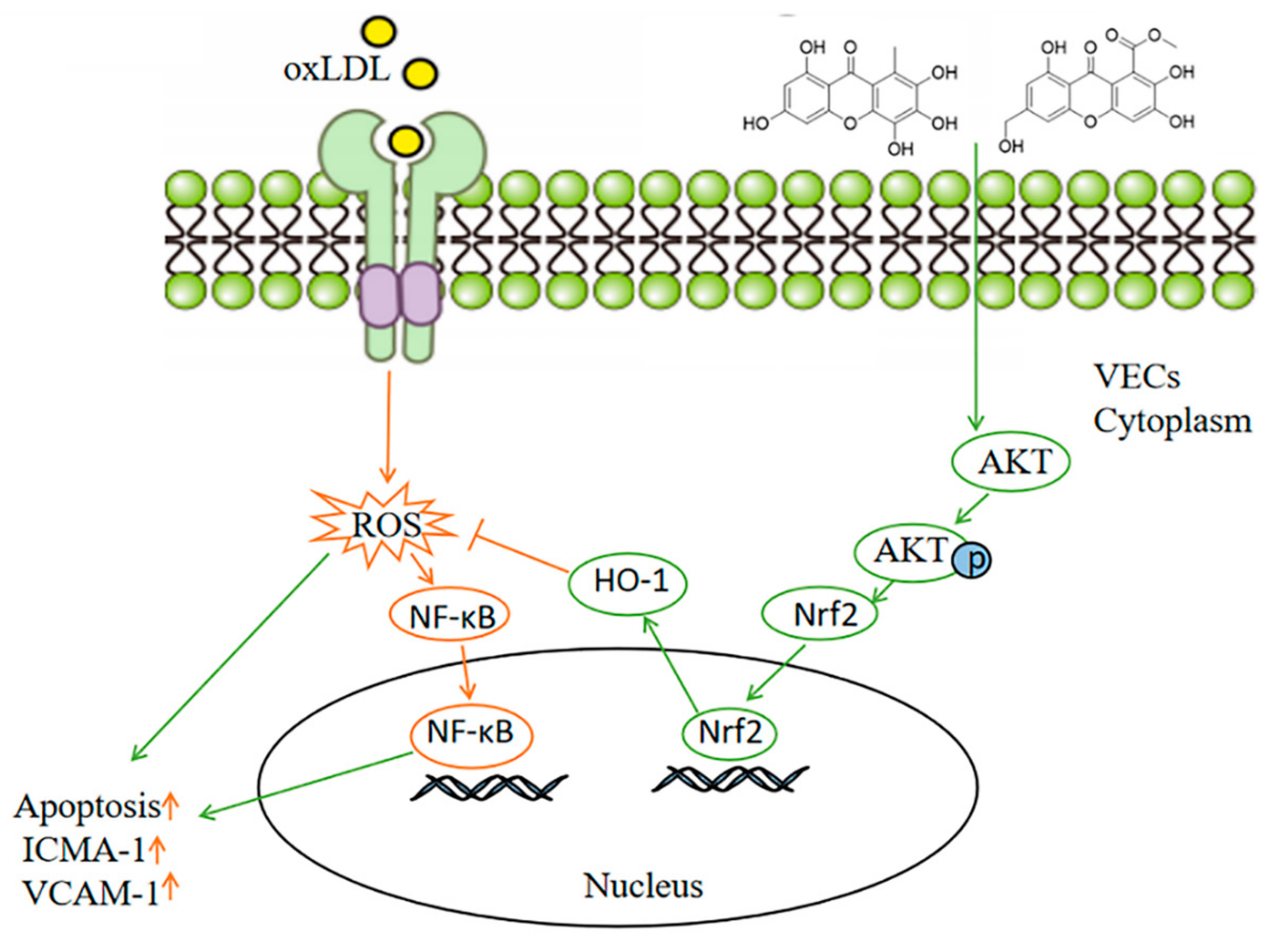 Marinedrugs 19 00712 g008