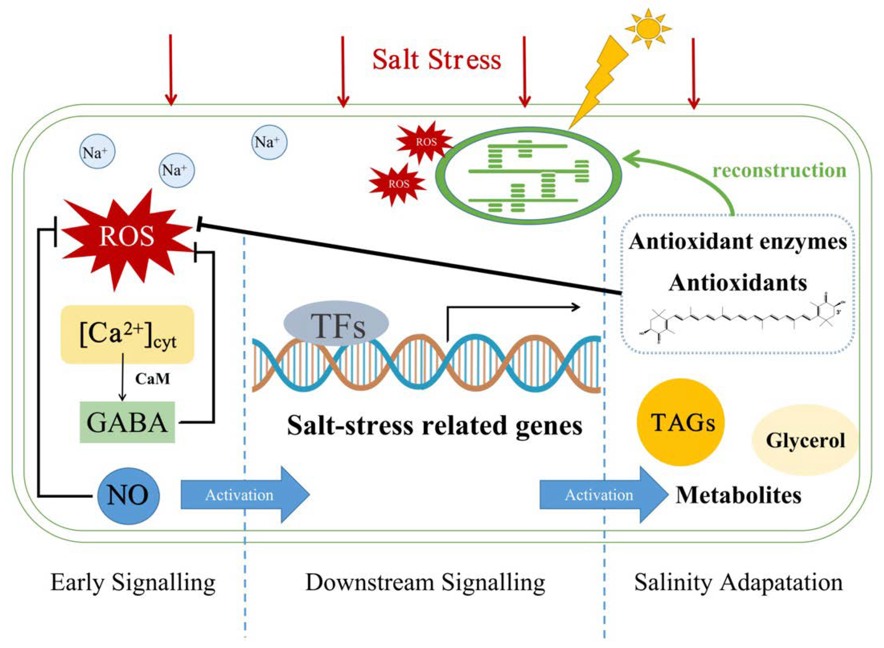 PDF) A Review on the Assessment of Stress Conditions for Simultaneous  Production of Microalgal Lipids and Carotenoids
