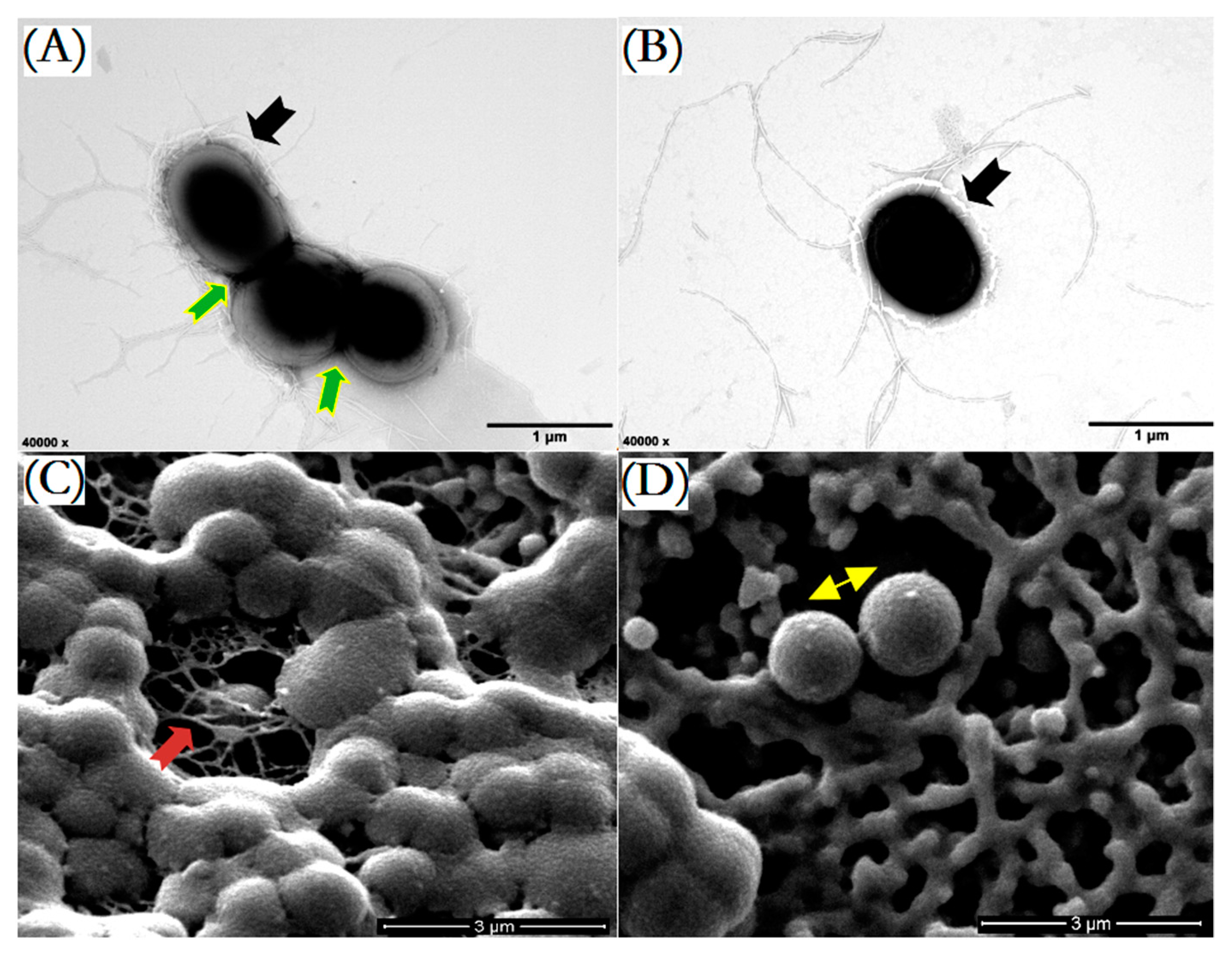 Marinedrugs 20 00034 g001