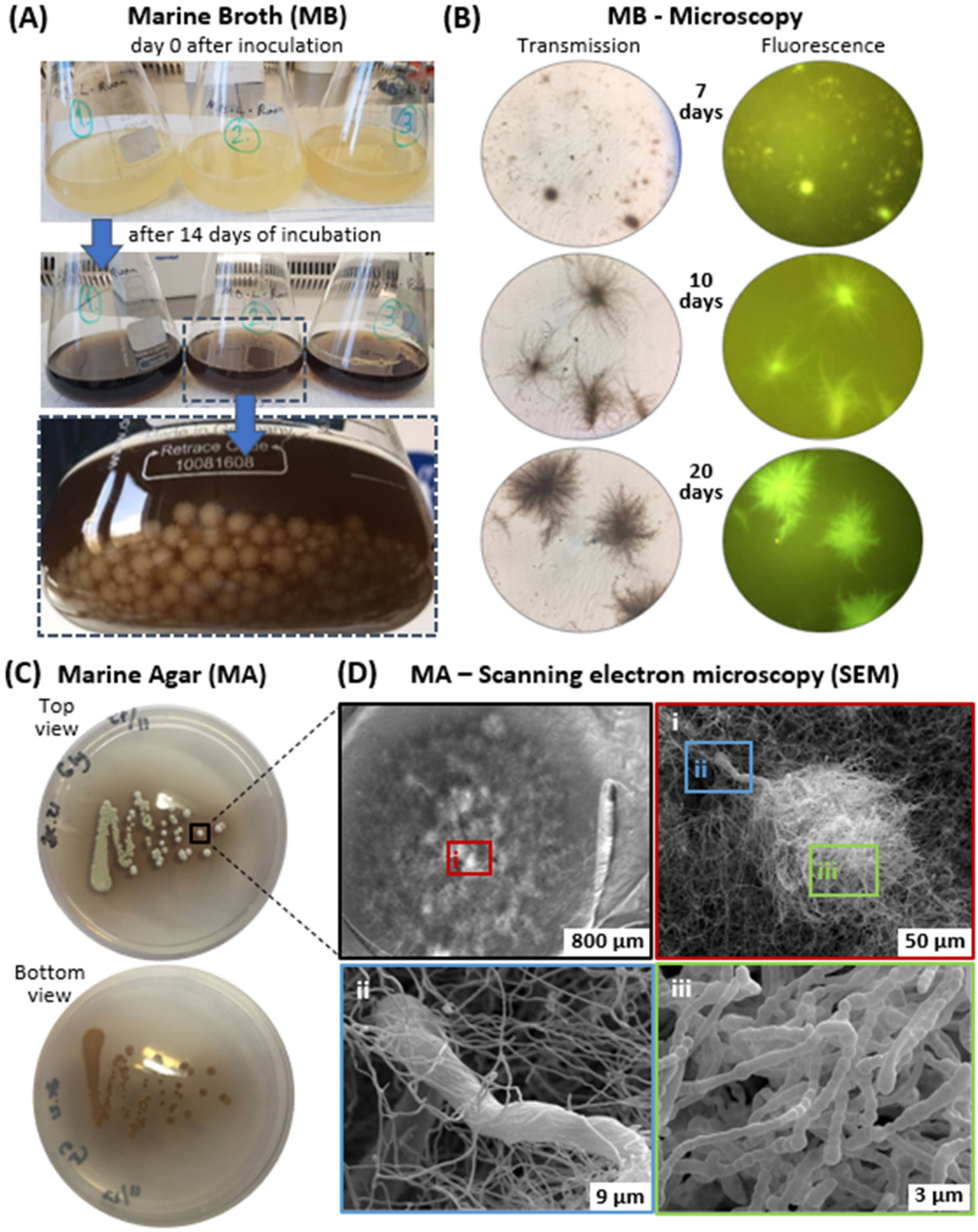 Marinedrugs 20 00054 g001 550