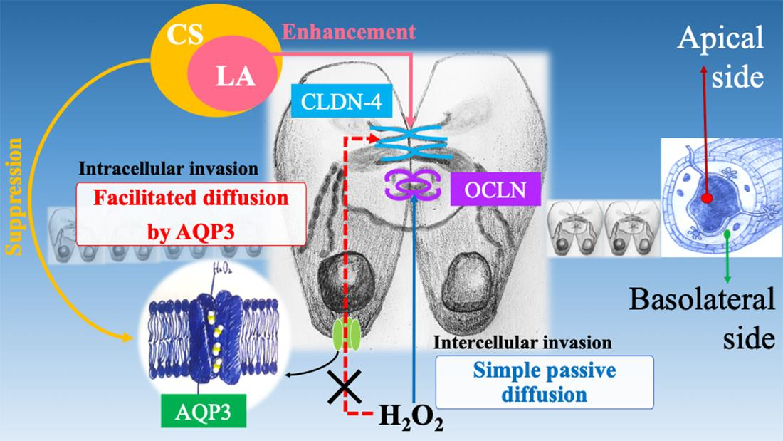 Marine S Free Full Text Metabolites Produced By A New Lactiplantibacillus Plantarum Strain Bf1 13 Isolated From Deep Seawater Of Izu Akazawa Protect The Intestinal Epithelial Barrier Dysfunction Induced Hydrogen Metabolites Produced, Tokyo Coffee Table Whitening Kits