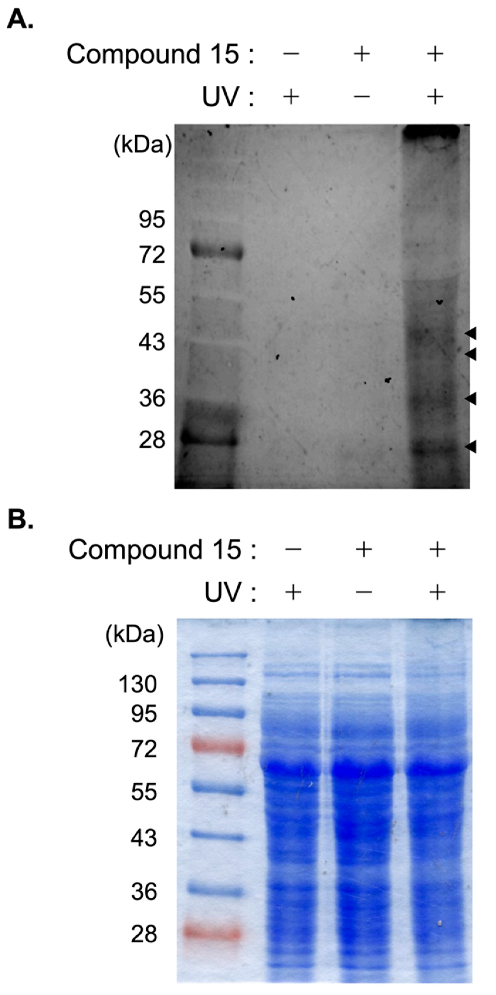 Marinedrugs 20 00098 g002 550