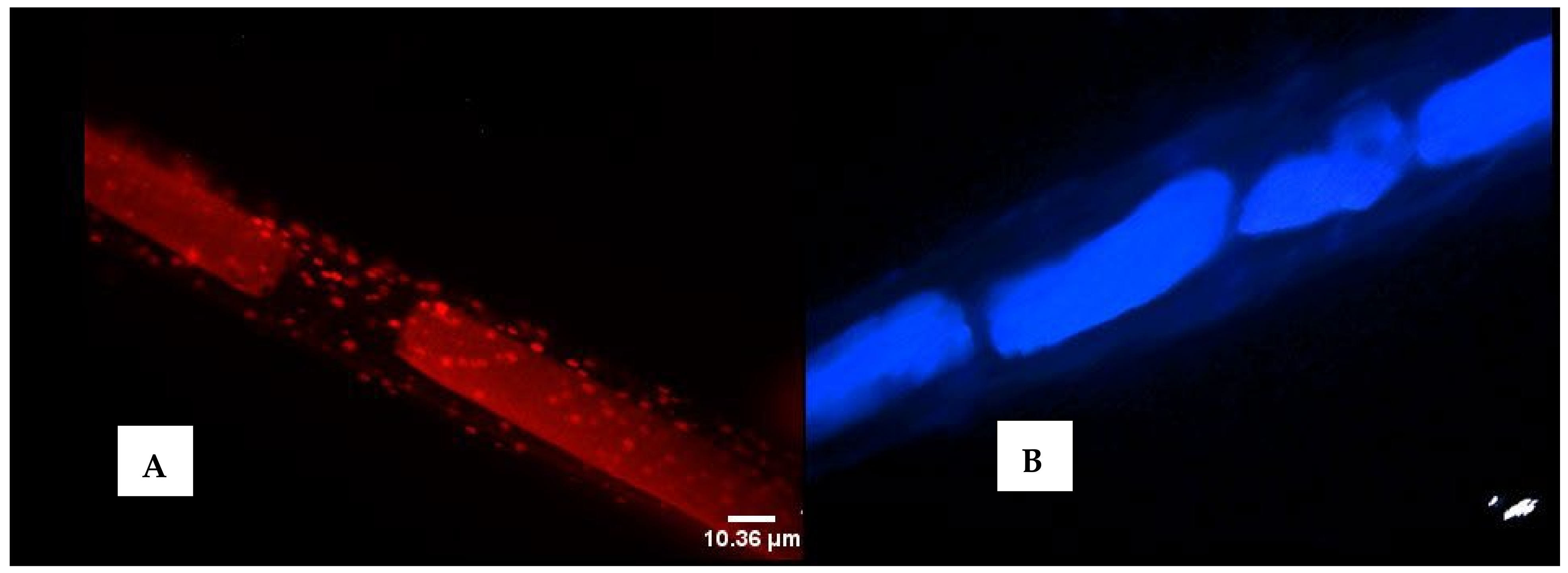 Marinedrugs 20 00128 g003 Marinedrugs 20 00128 g003