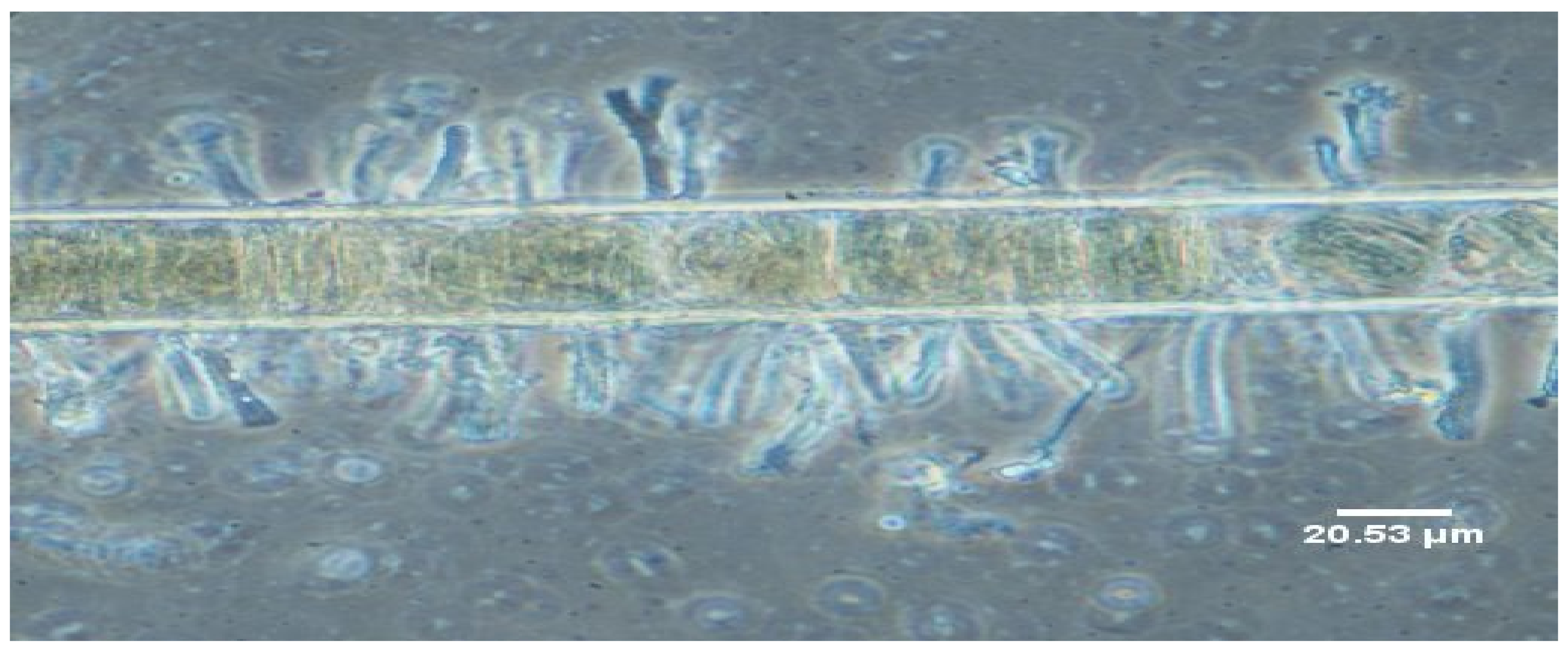 Marinedrugs 20 00128 g005 Marinedrugs 20 00128 g005