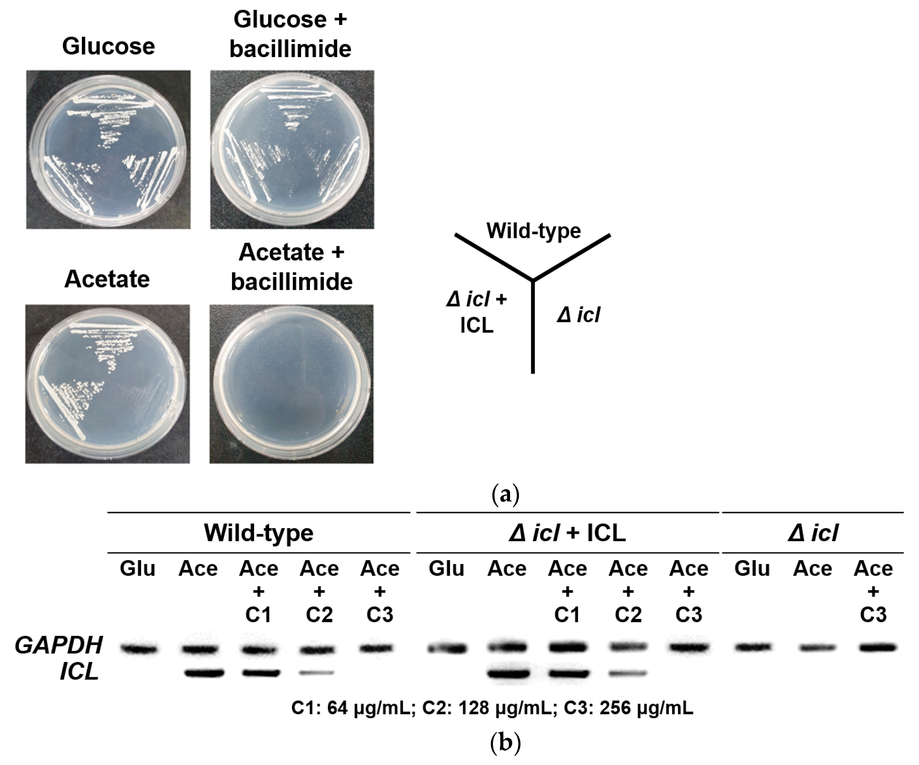 Marinedrugs 20 00138 g006 550