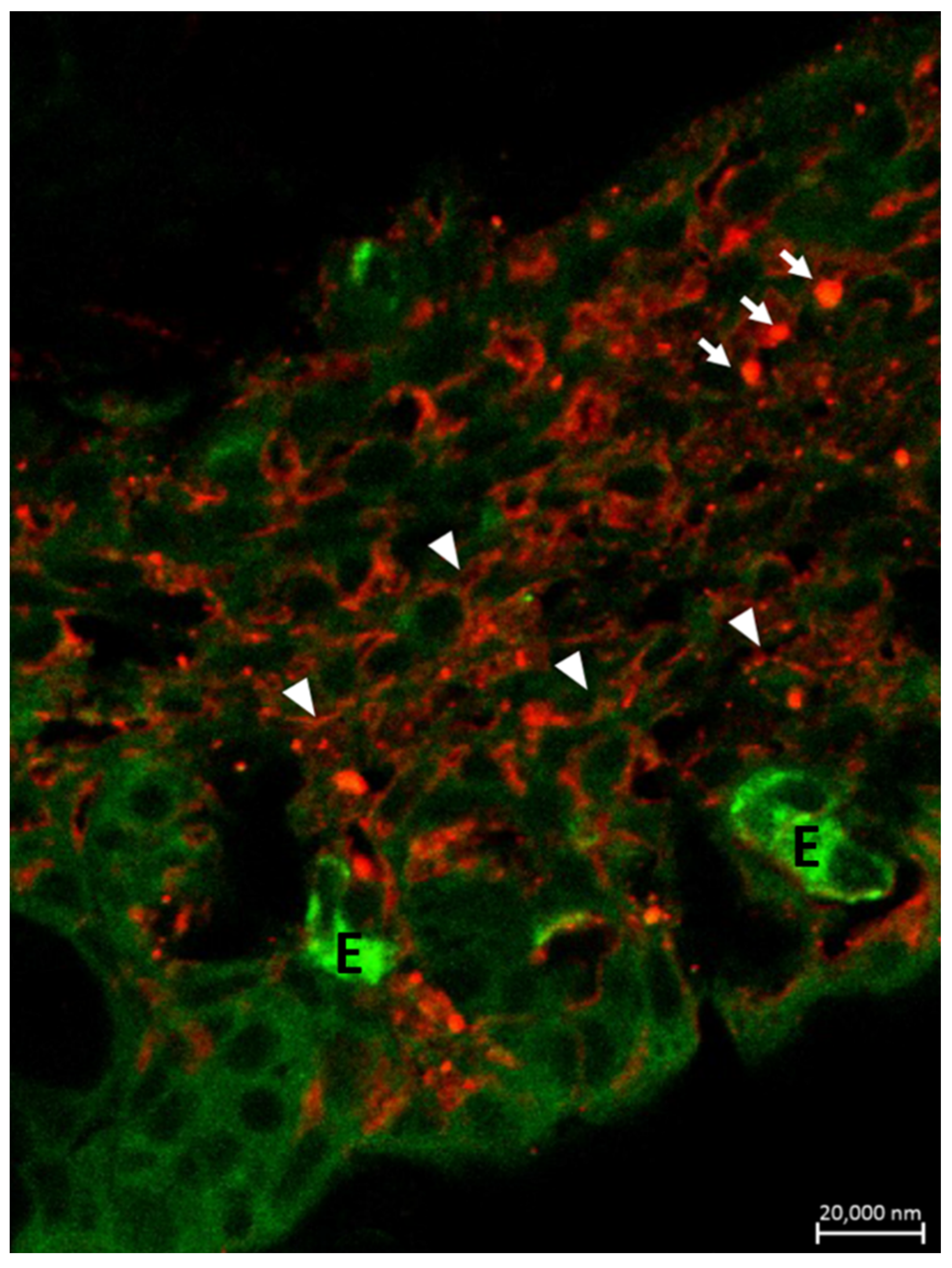 Marinedrugs 20 00145 g007