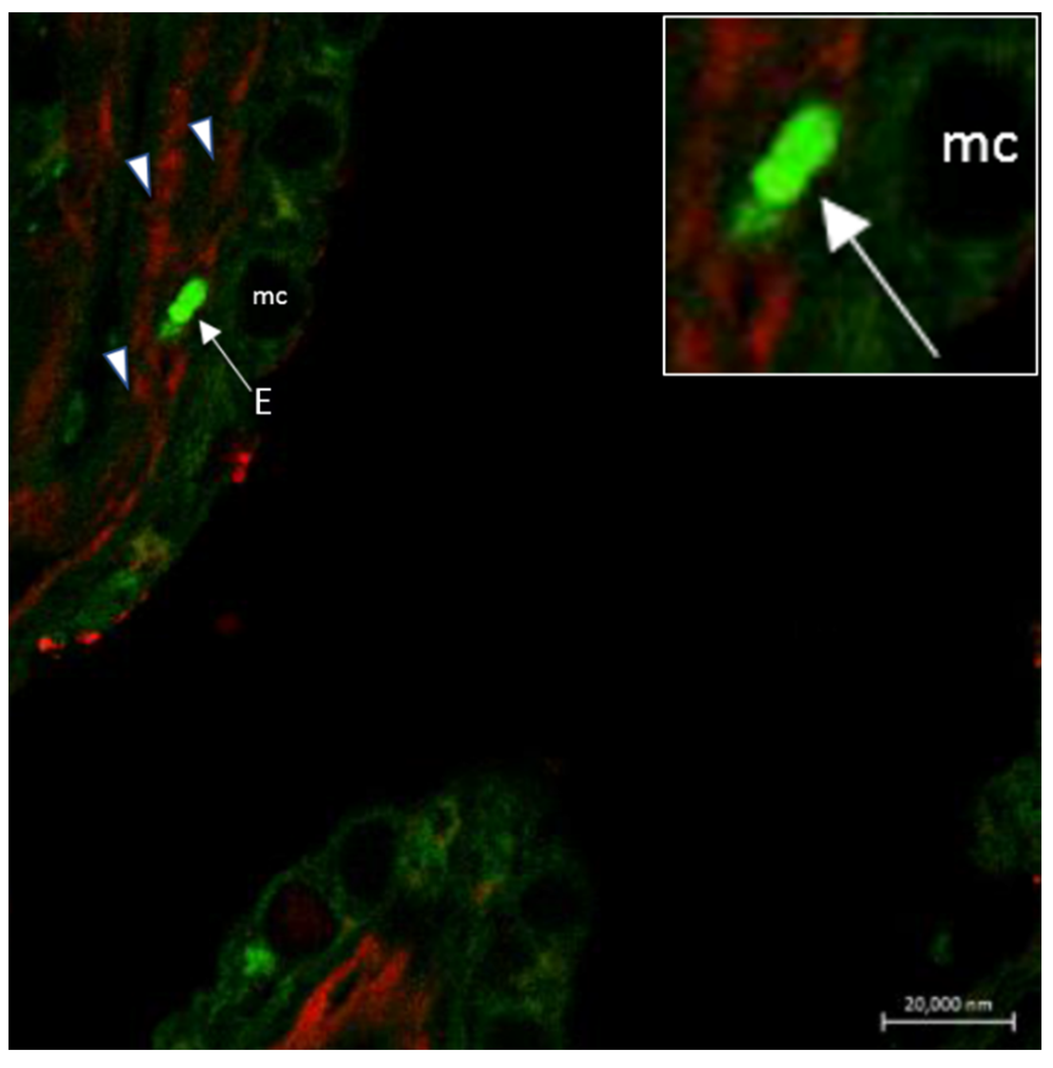 Marinedrugs 20 00145 g008