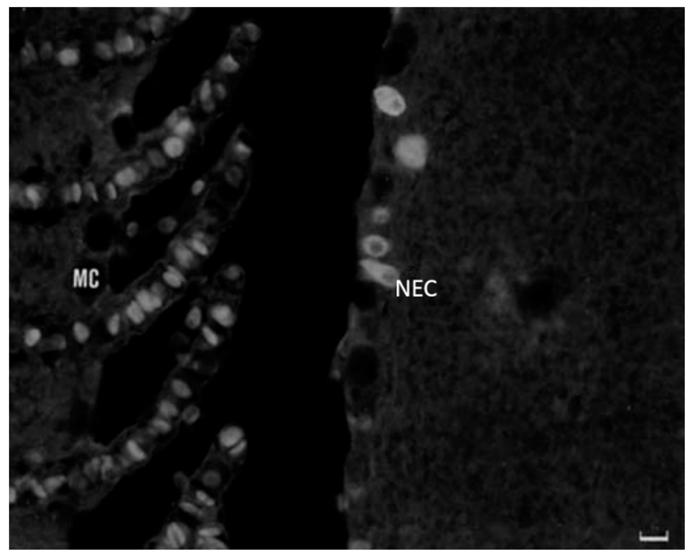 Marinedrugs 20 00145 g017