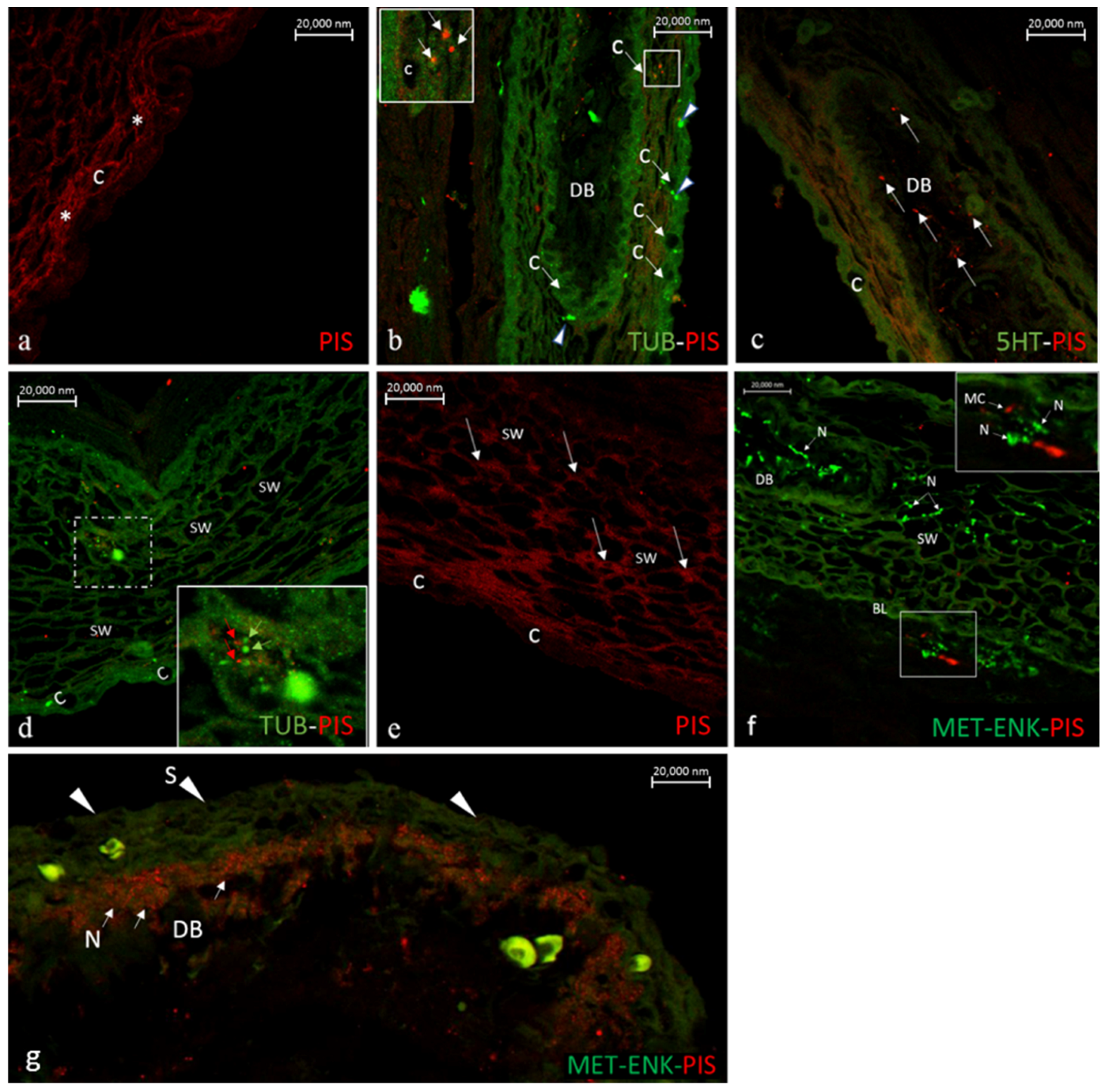 Marinedrugs 20 00145 g019