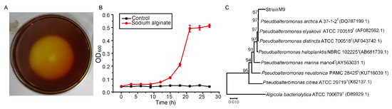 A Novel Alginate Lyase: Identification, Characterization