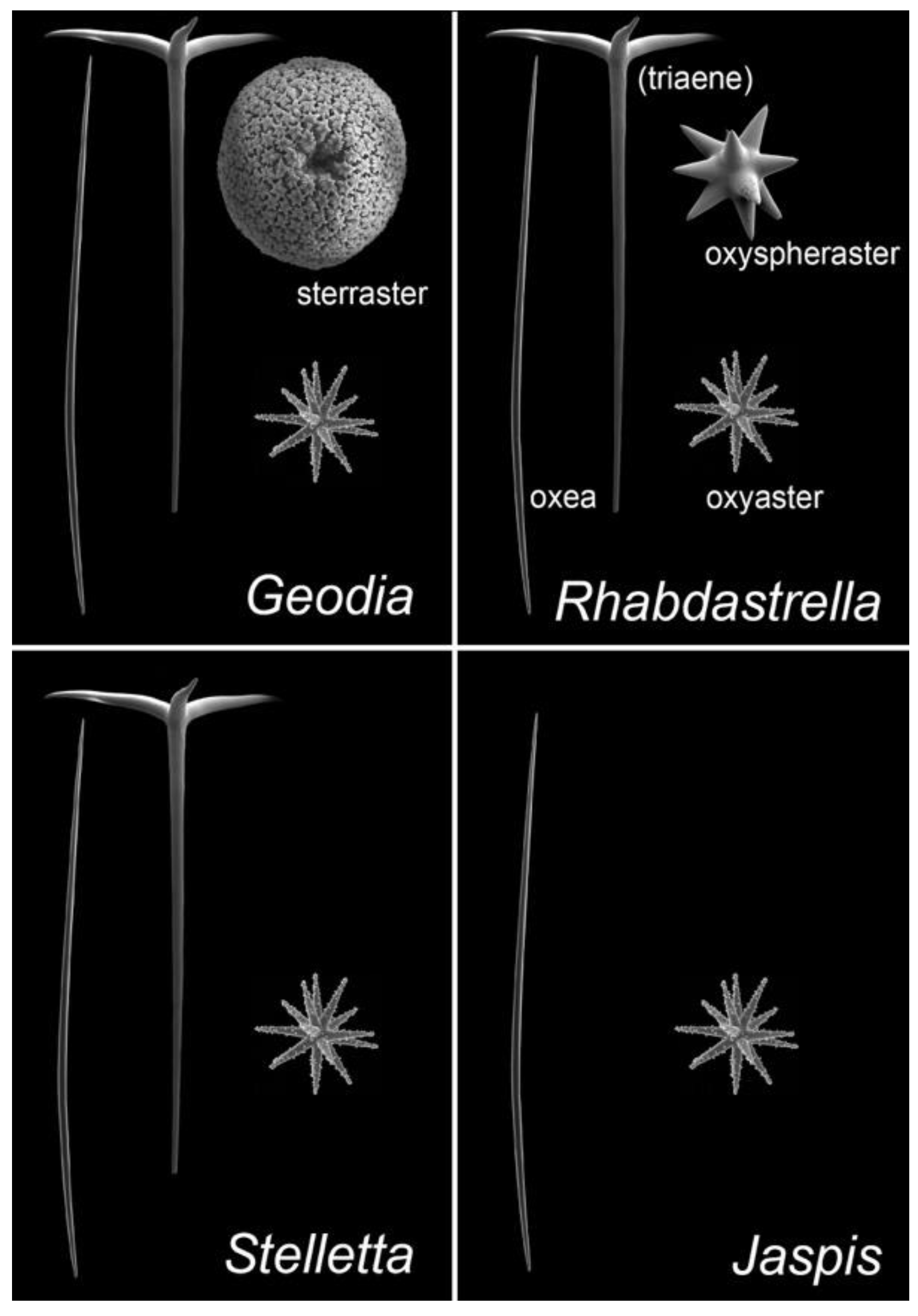 Marinedrugs 20 00190 g002 Marinedrugs 20 00190 g002