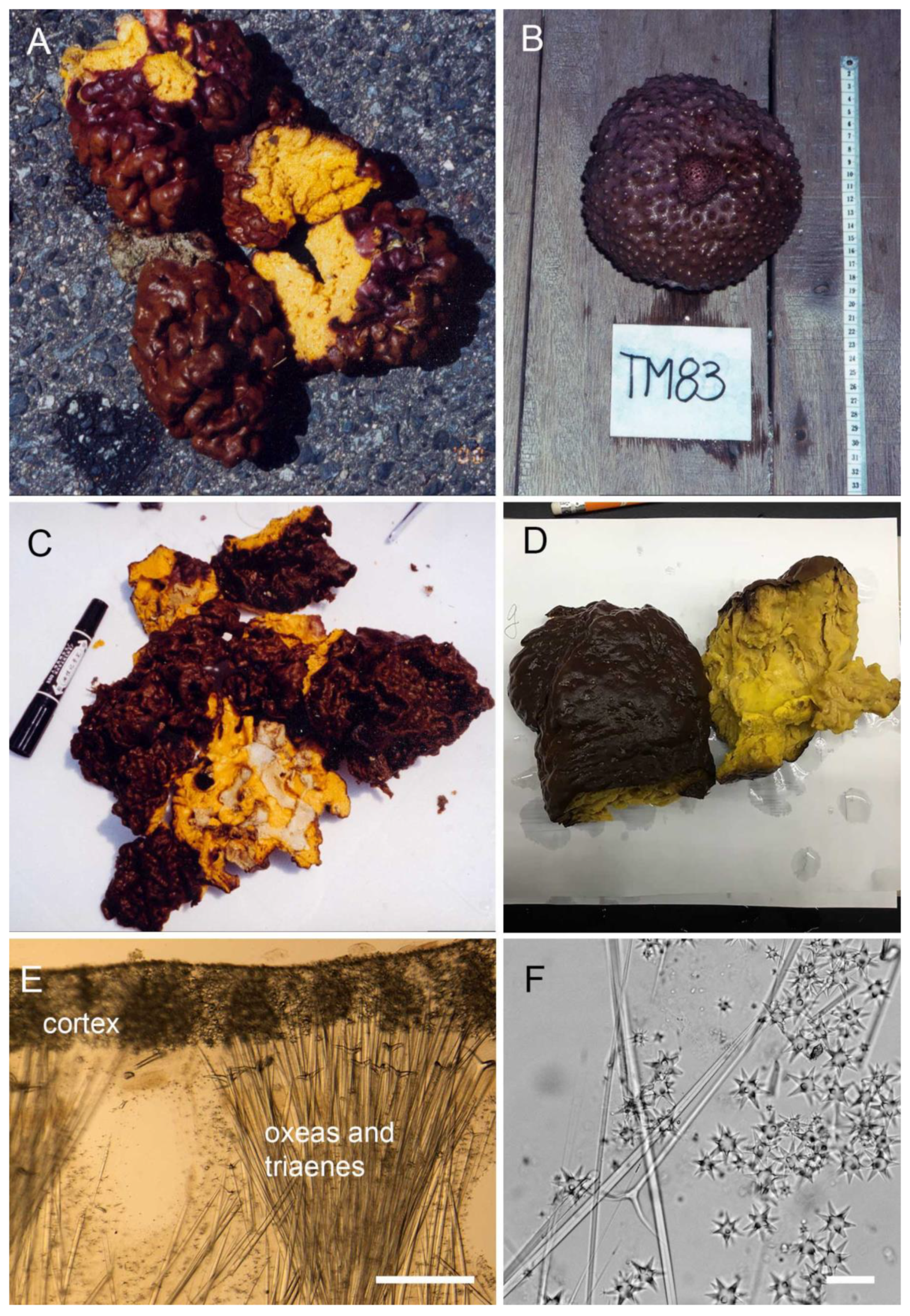 Marinedrugs 20 00190 g003 Marinedrugs 20 00190 g003