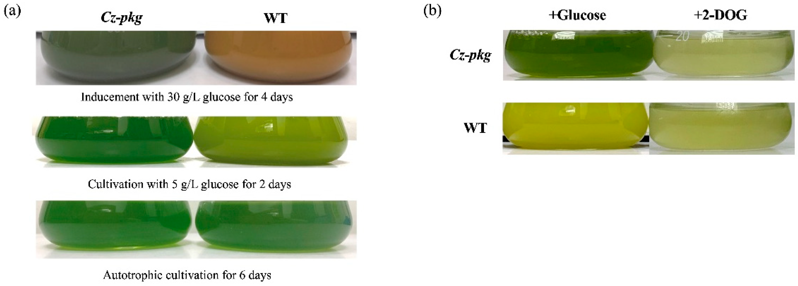 Marinedrugs 20 00194 g001 550