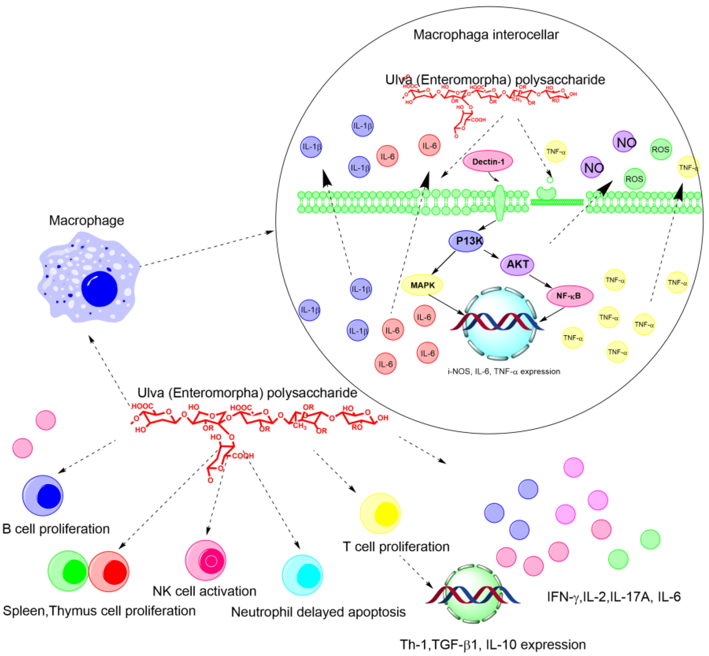 Marinedrugs 20 00202 g004