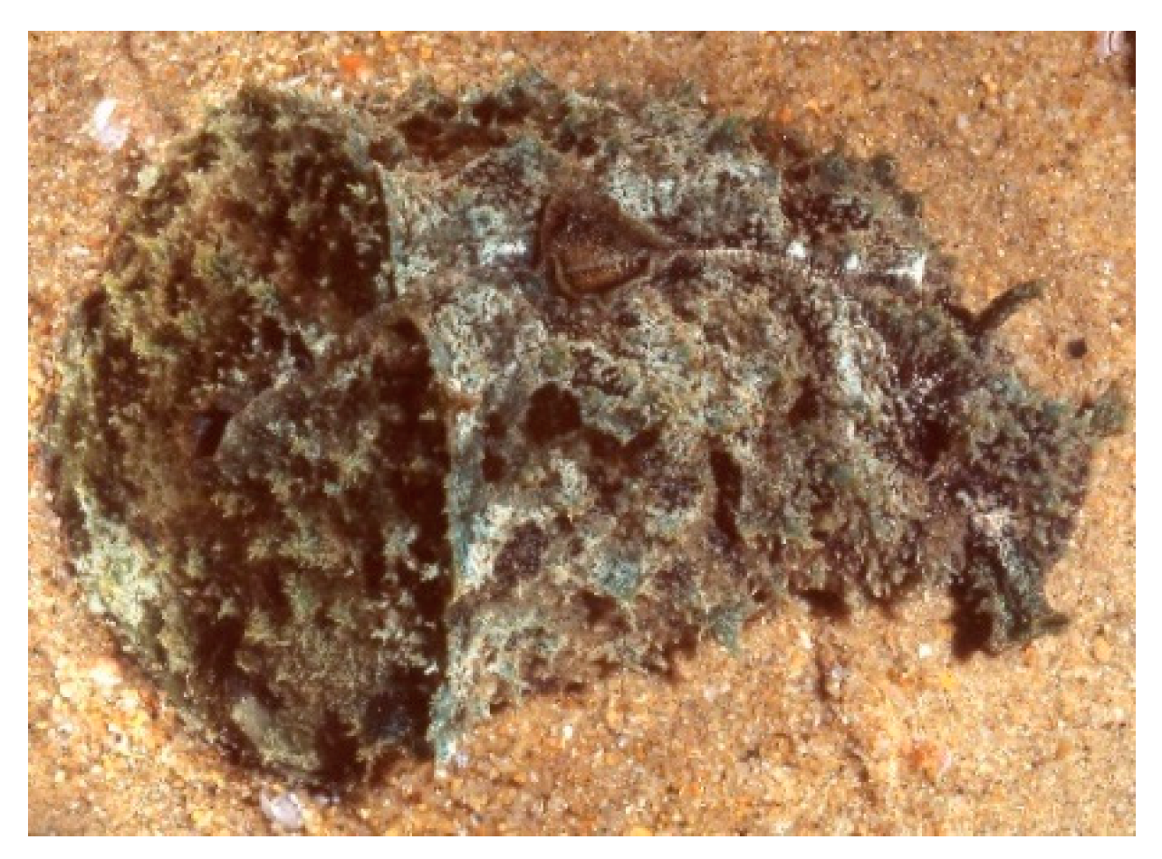 Marinedrugs 20 00219 g011 Marinedrugs 20 00219 g011