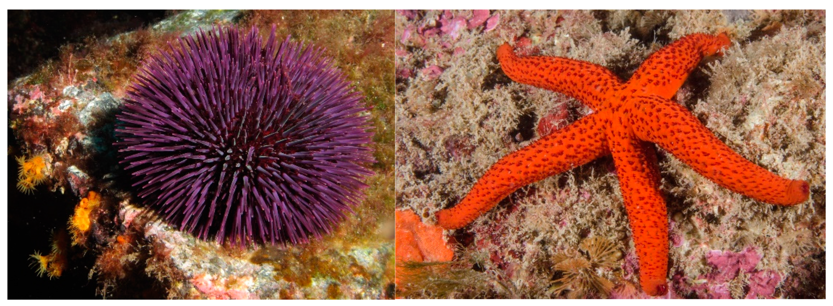 Marinedrugs 20 00219 g013 Marinedrugs 20 00219 g013