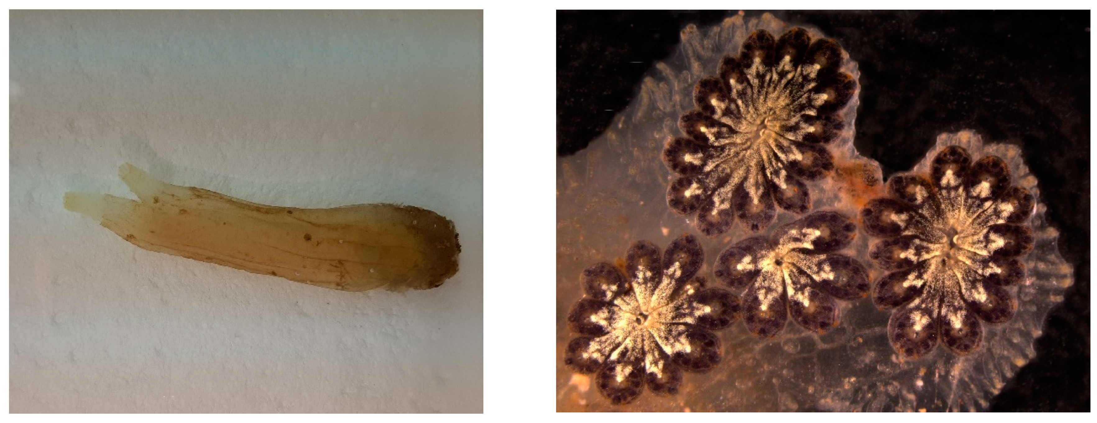 Marinedrugs 20 00219 g016 Marinedrugs 20 00219 g016