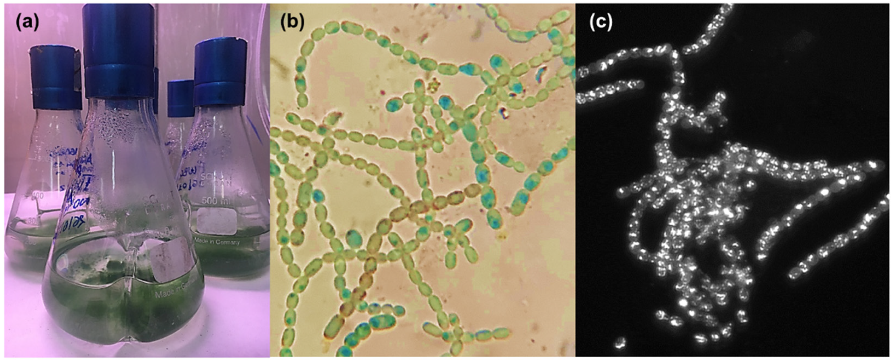 Marinedrugs 20 00256 g002
