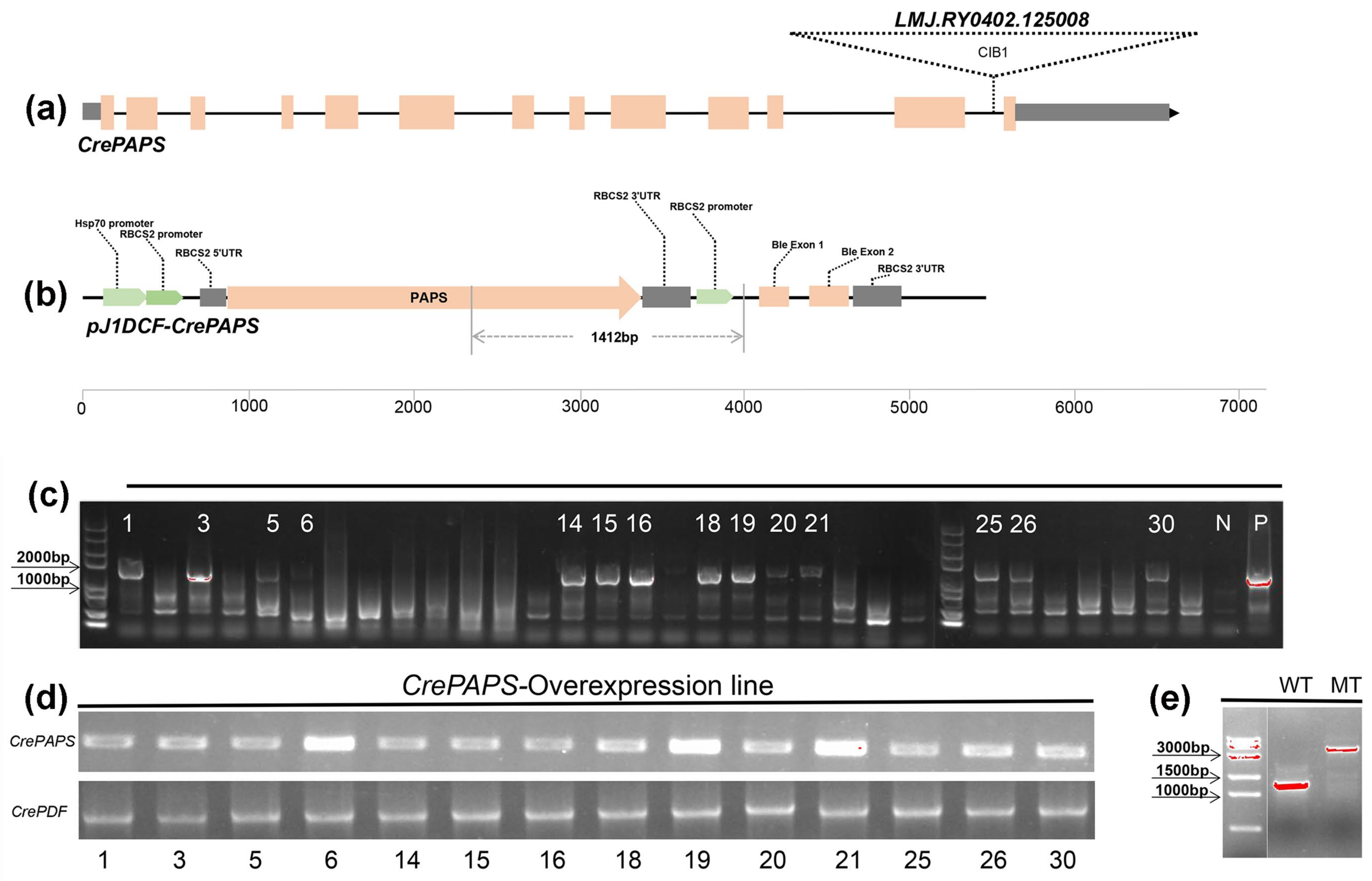 Marinedrugs 20 00276 g001