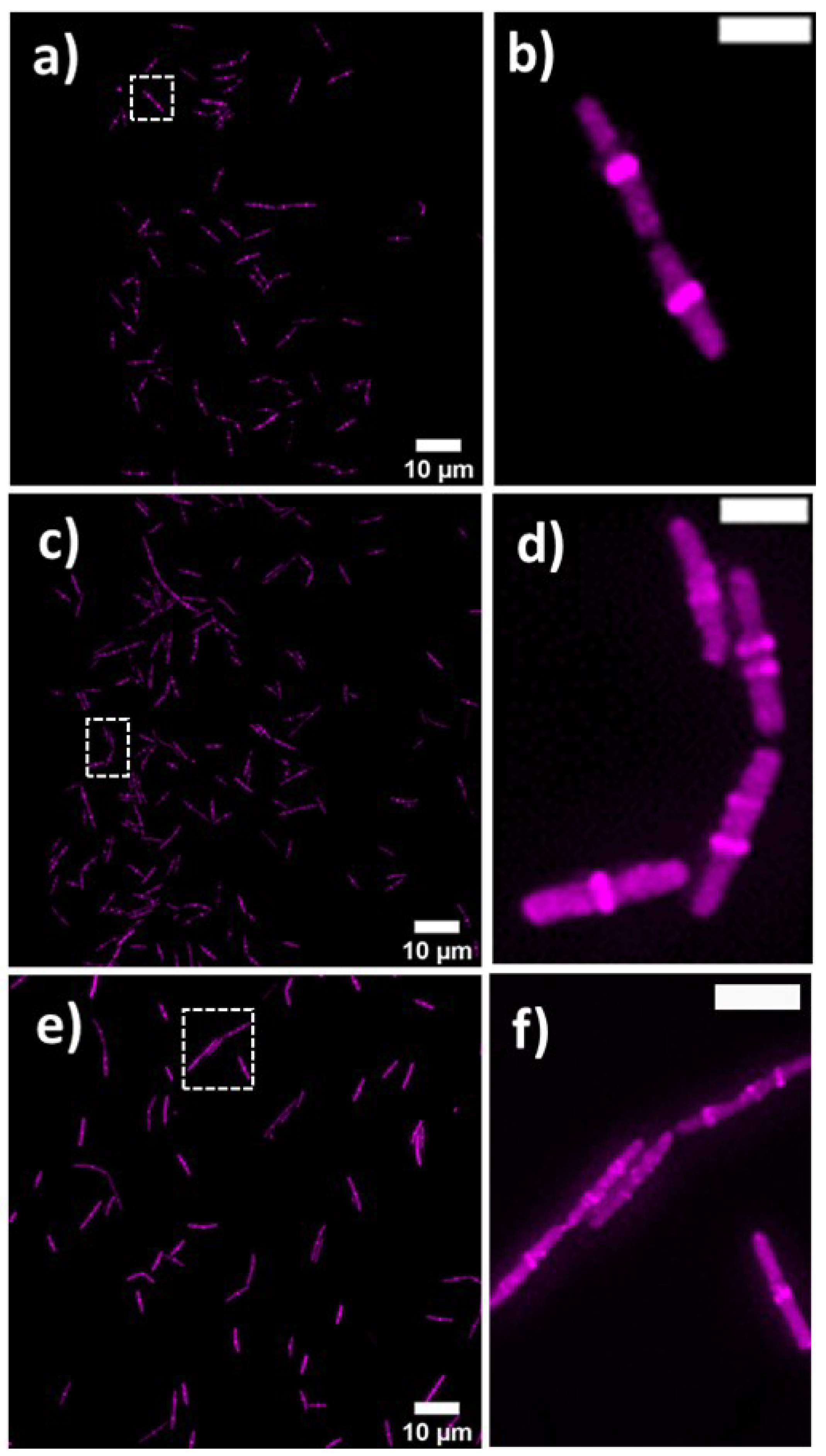 Marinedrugs 20 00277 g008