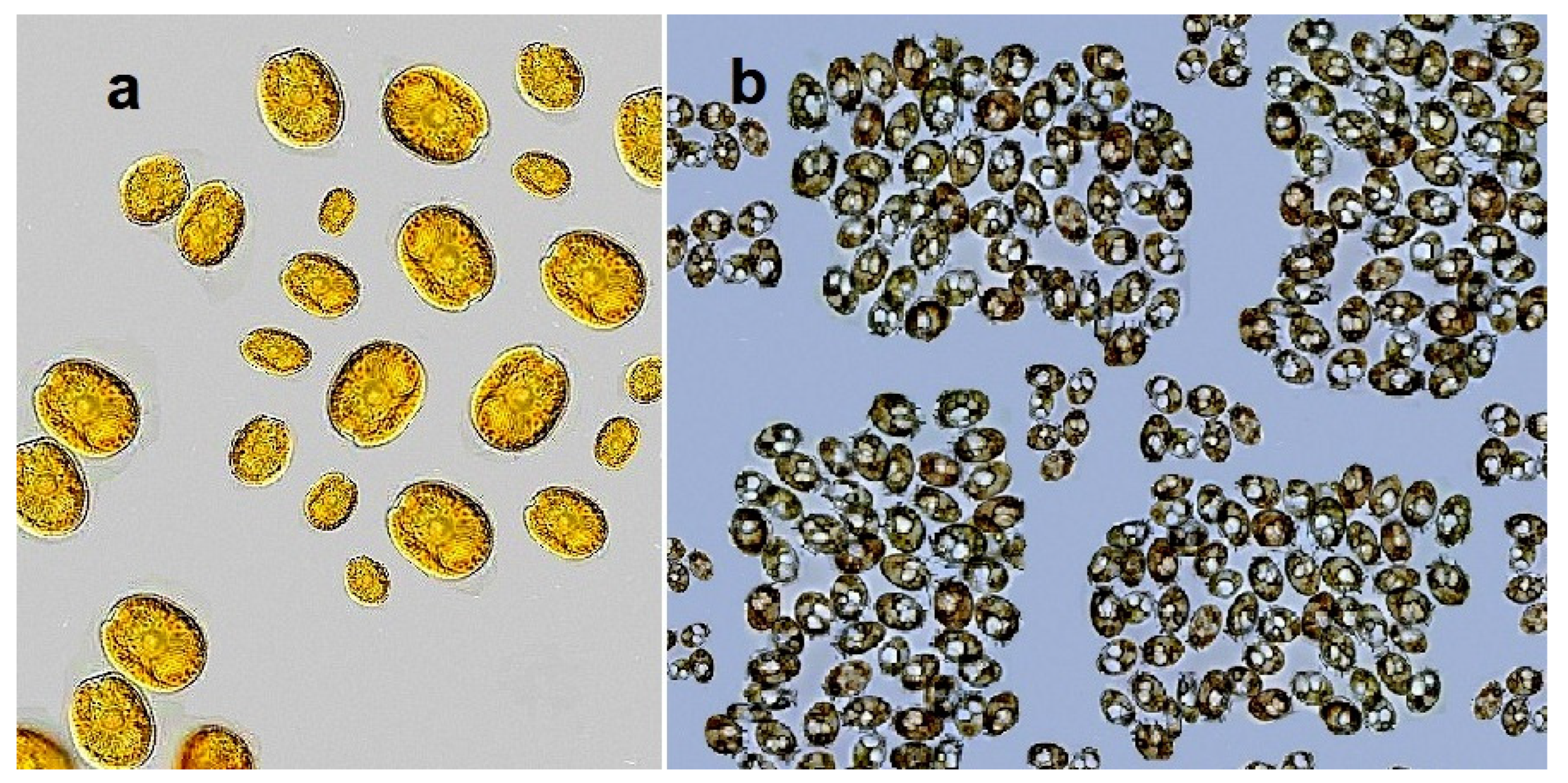 Marinedrugs 20 00292 g002