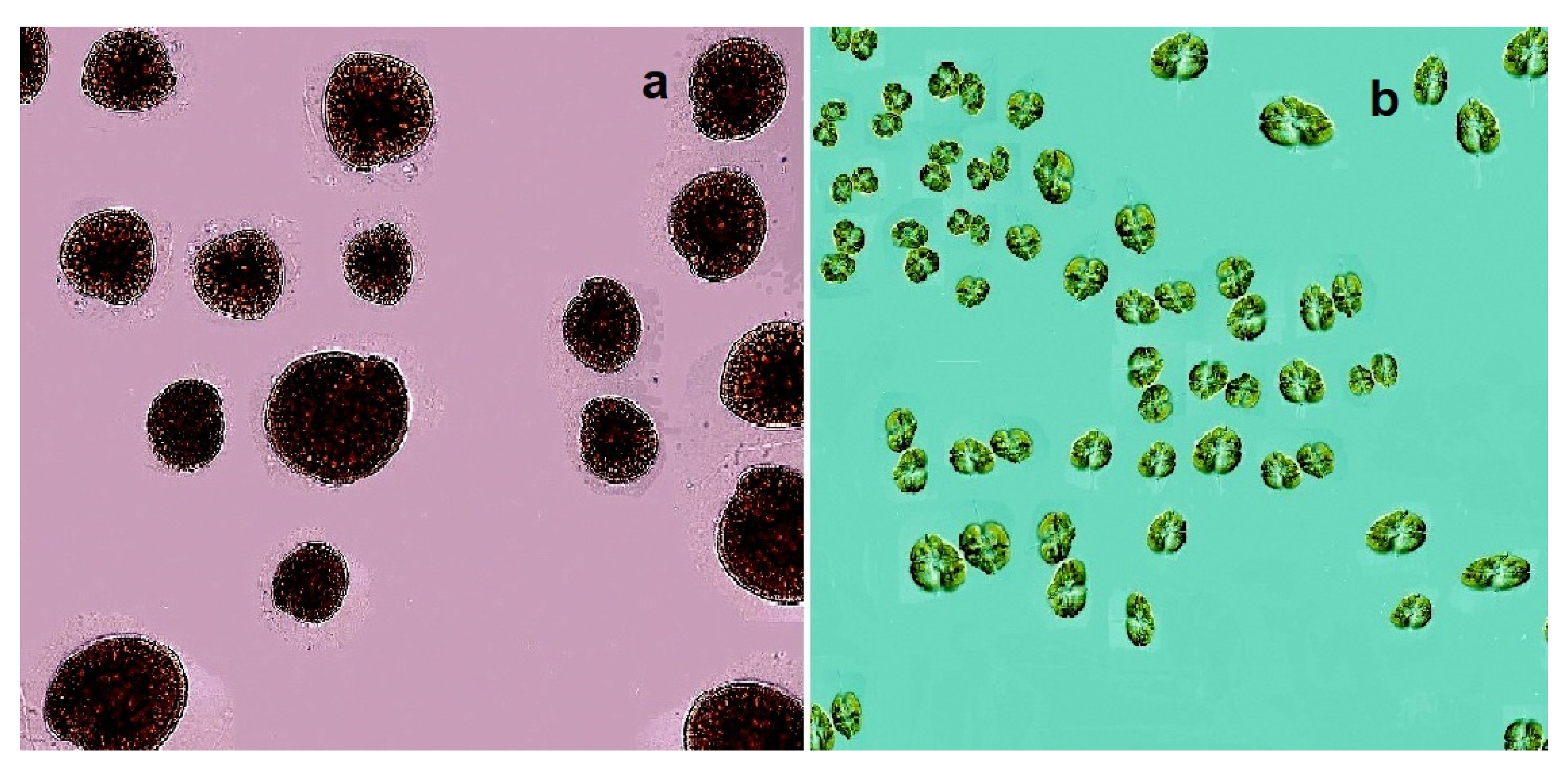 Marinedrugs 20 00292 g010