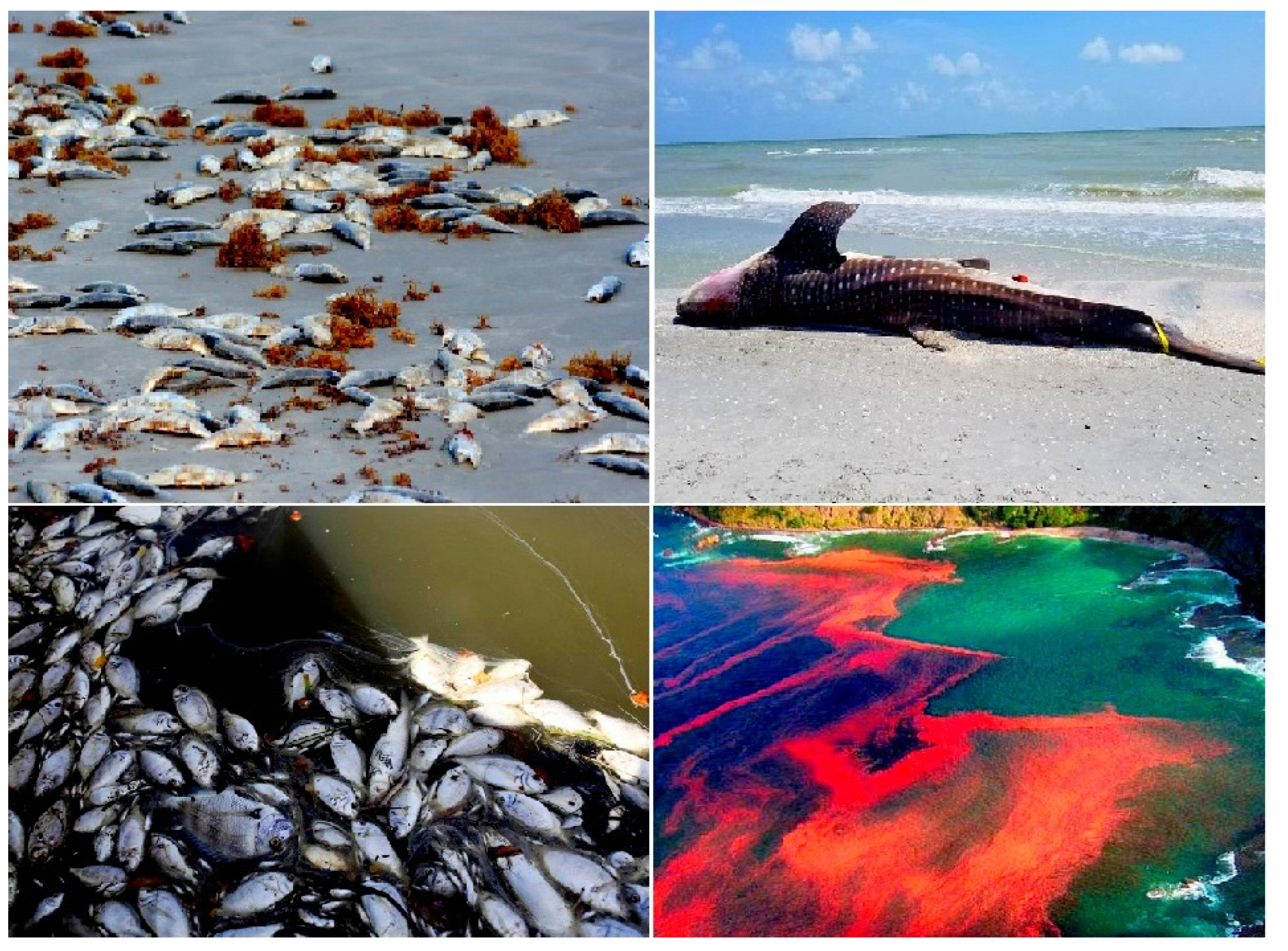 Marinedrugs 20 00292 g014