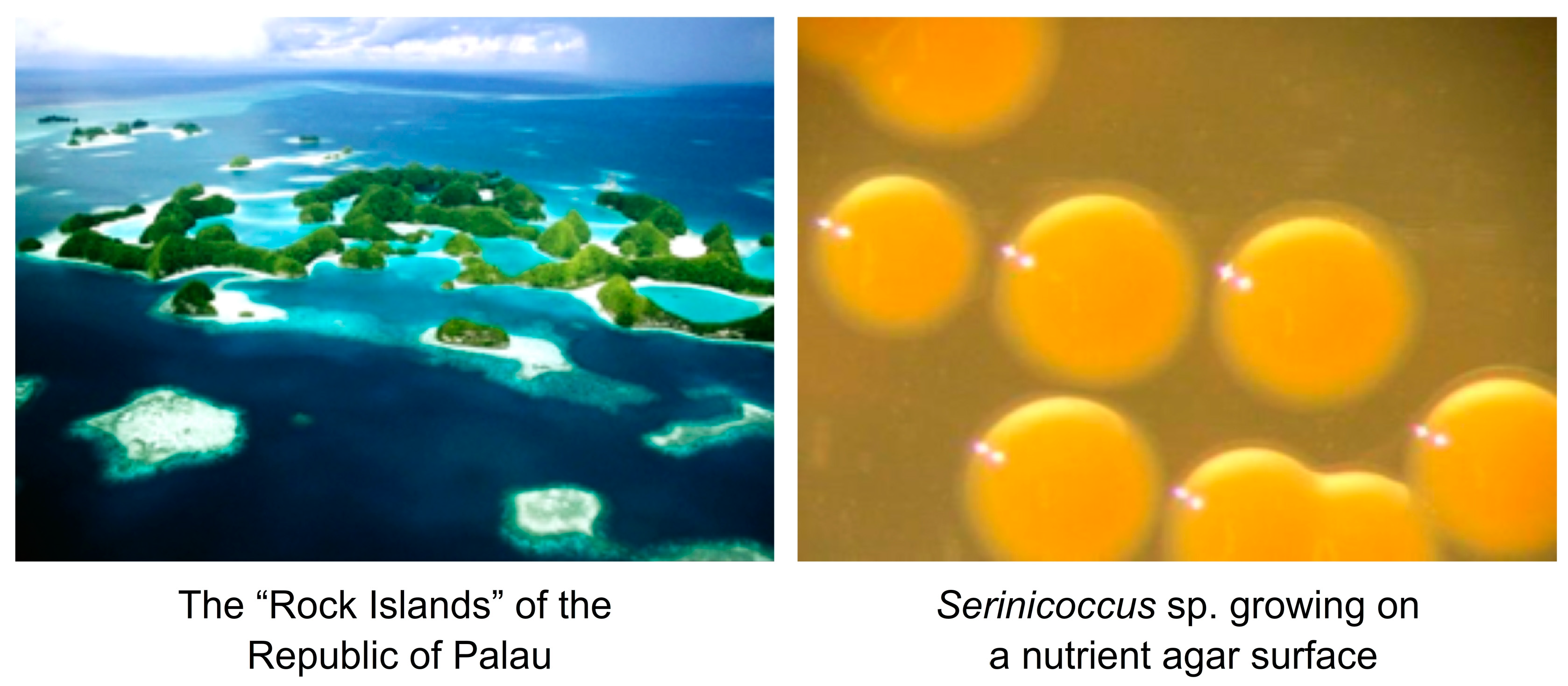 Marinedrugs 20 00301 g001 Marinedrugs 20 00301 g001