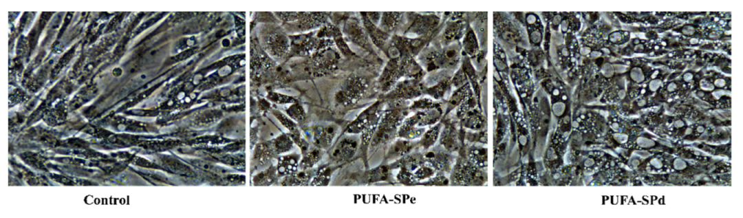 Marinedrugs 20 00309 g001 Marinedrugs 20 00309 g001