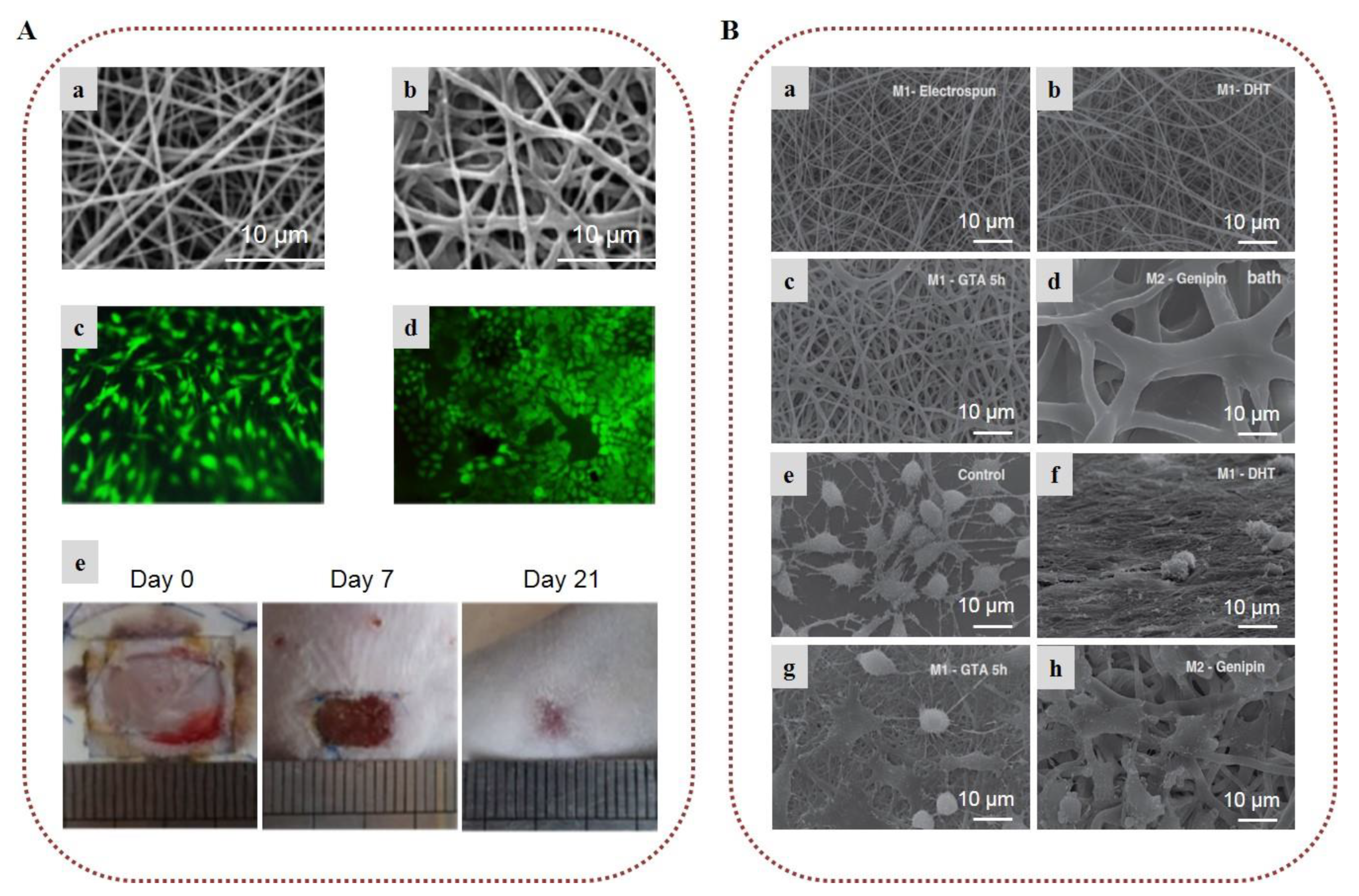 Marinedrugs 20 00314 g009 Marinedrugs 20 00314 g009