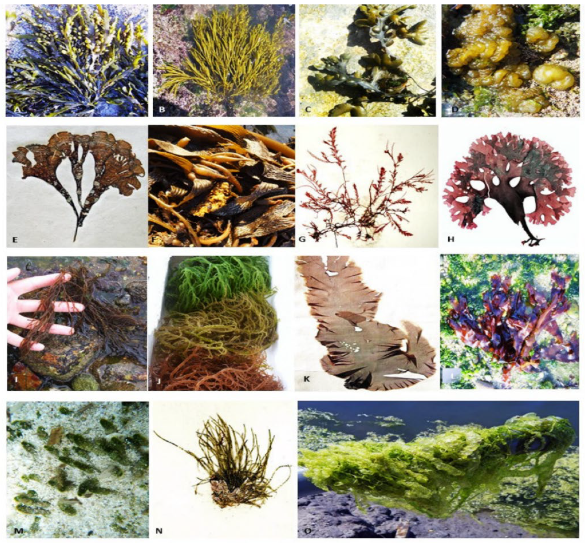 Marinedrugs 20 00342 g005