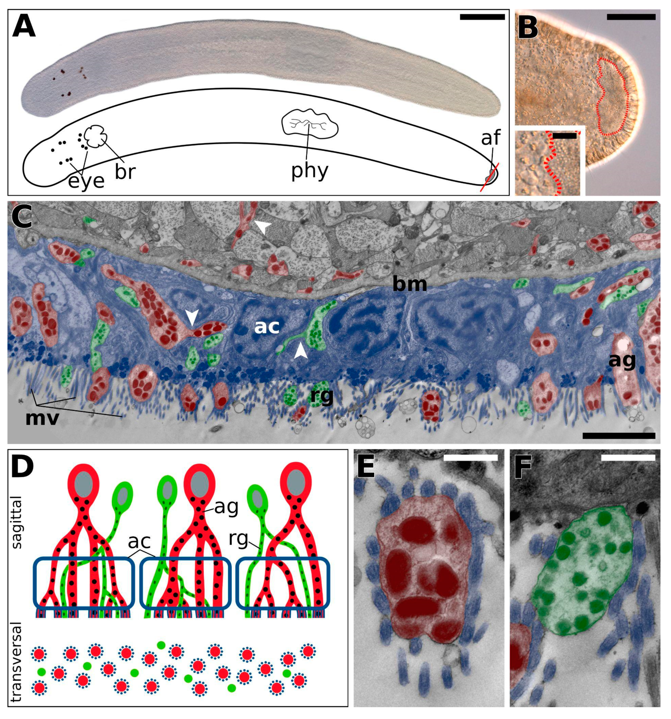 Marinedrugs 20 00359 g001 550