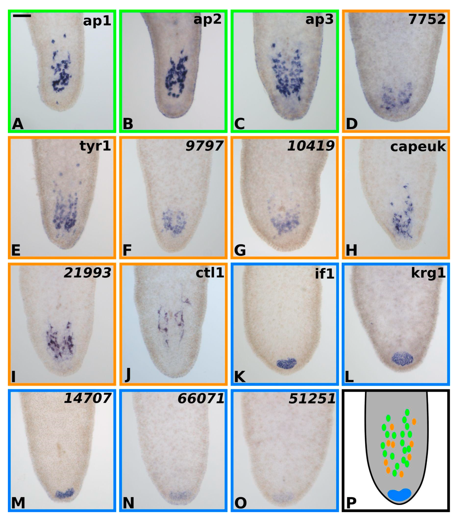 Marinedrugs 20 00359 g005 550